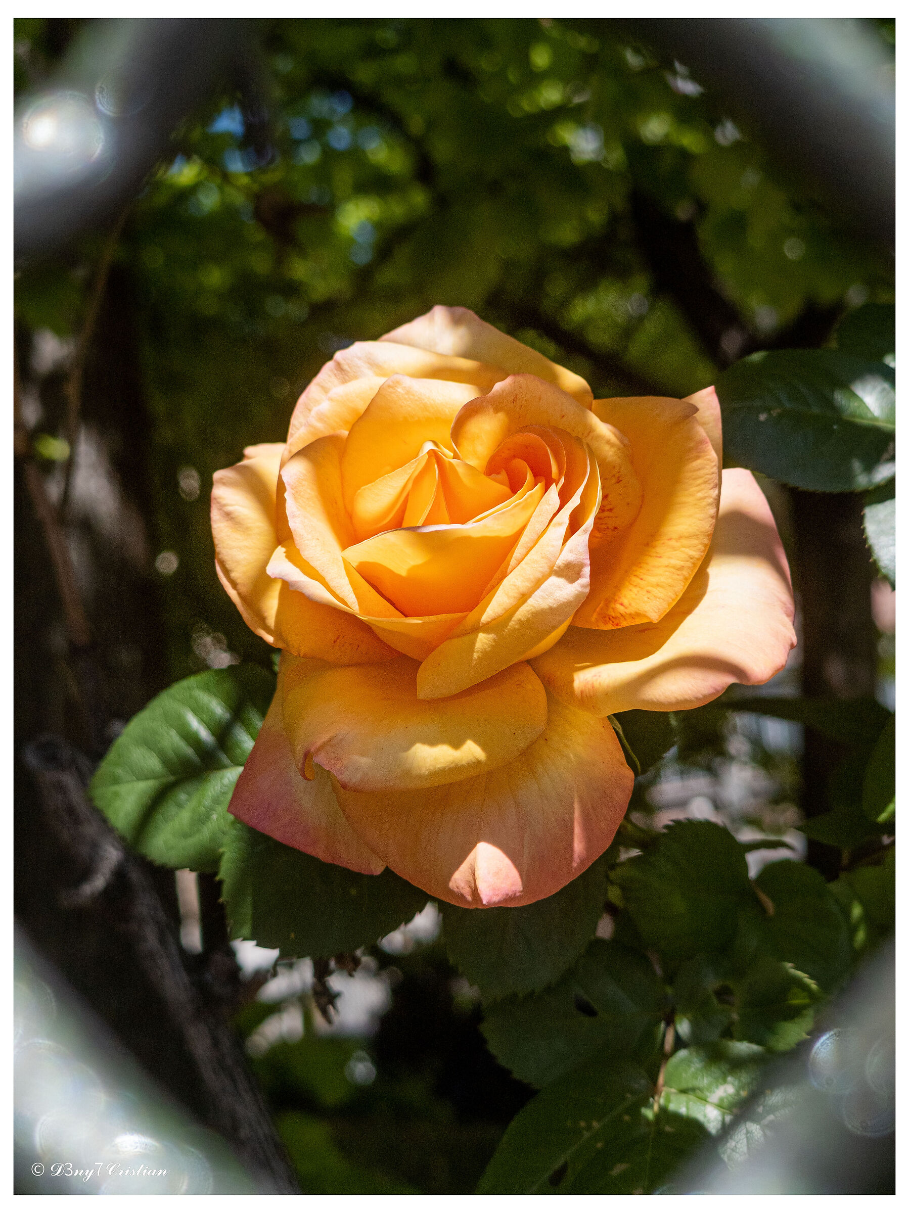 La rosa Louis de Funès...