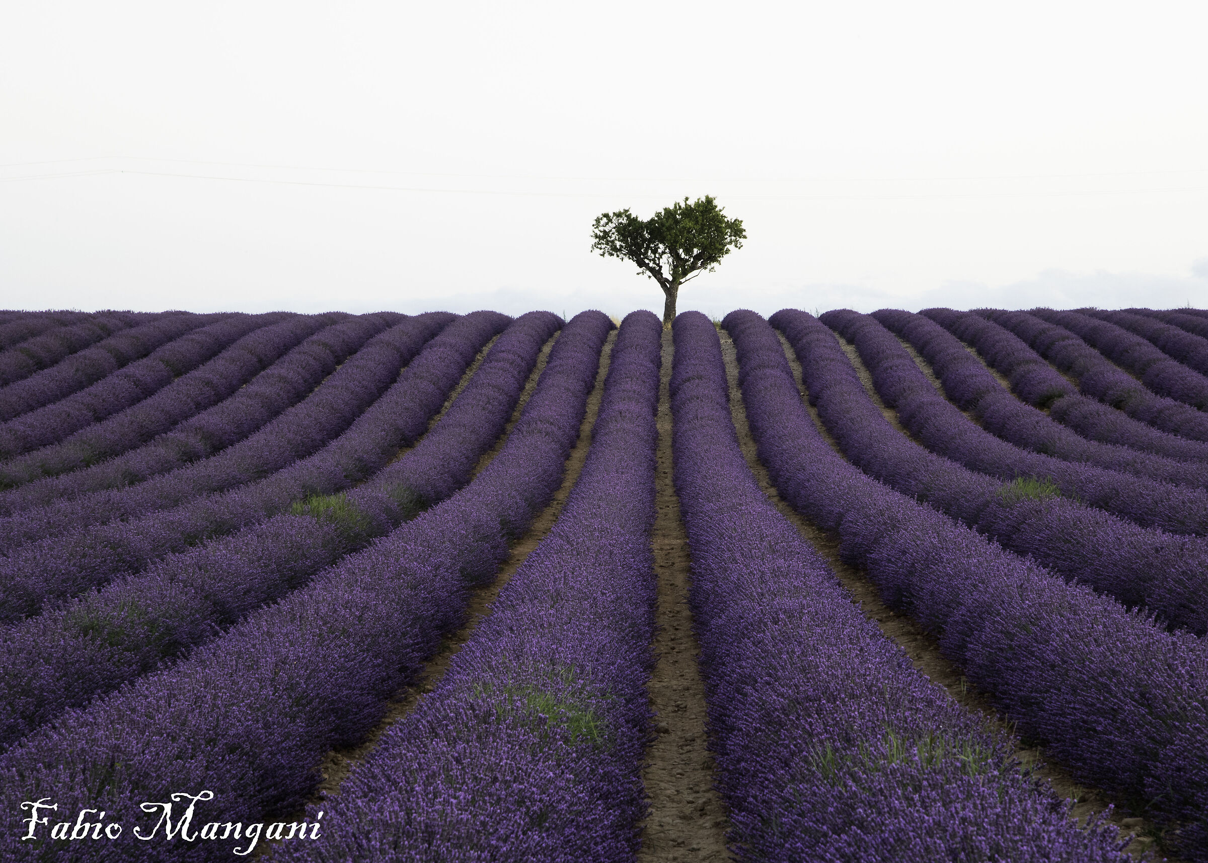lavender...........