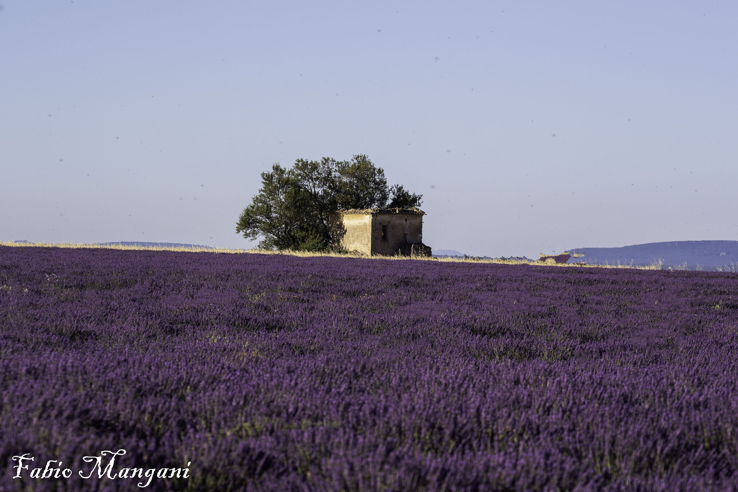 Flowering lavender...