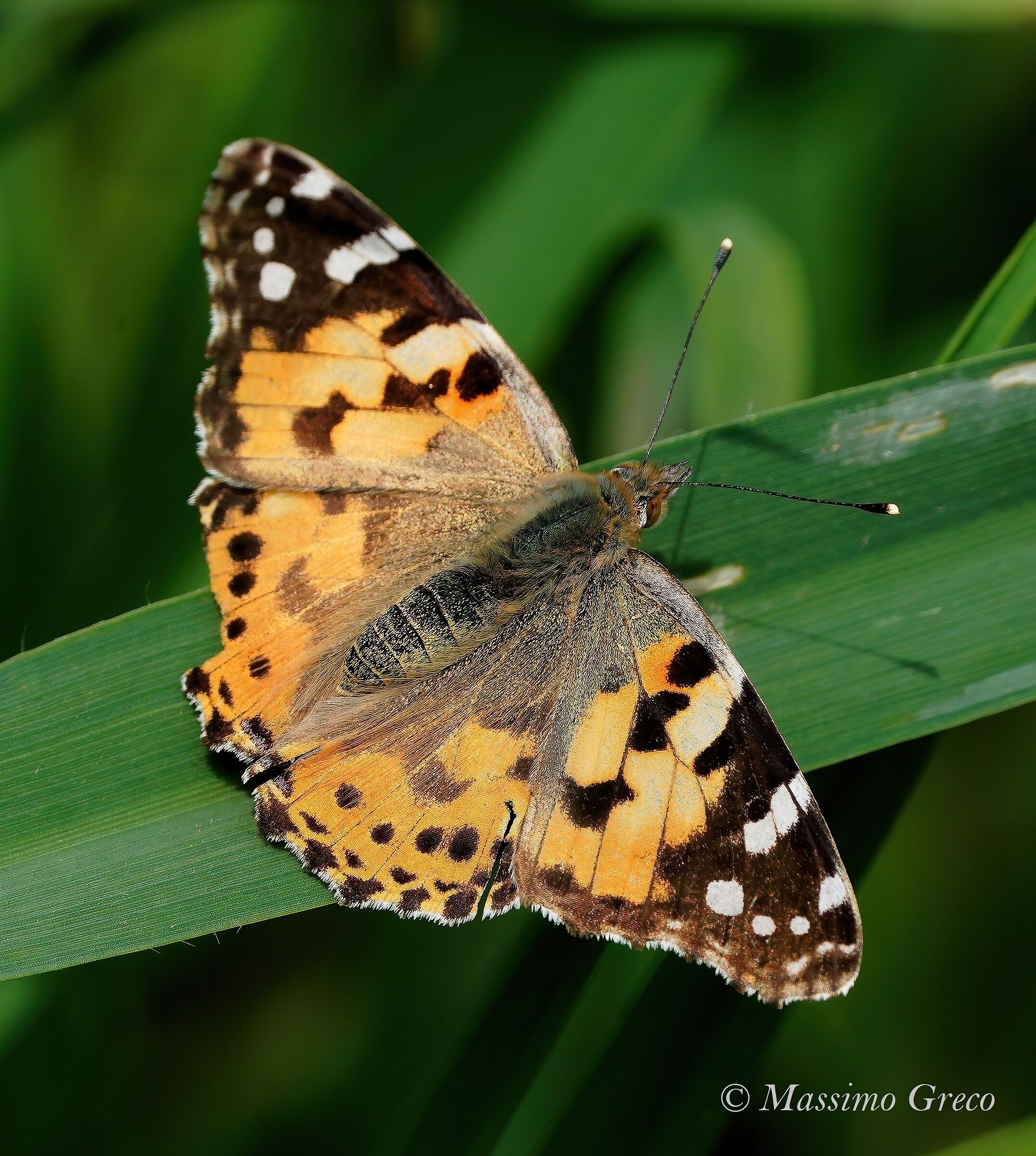 Painted lady...