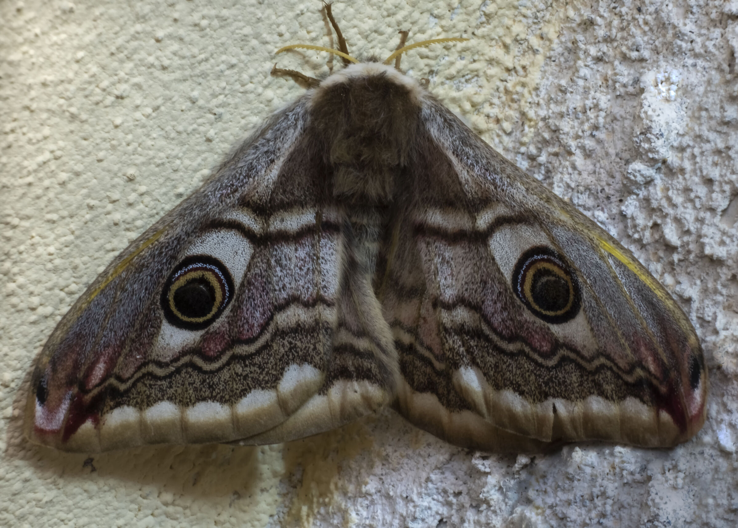 Saturnia peacock ...
