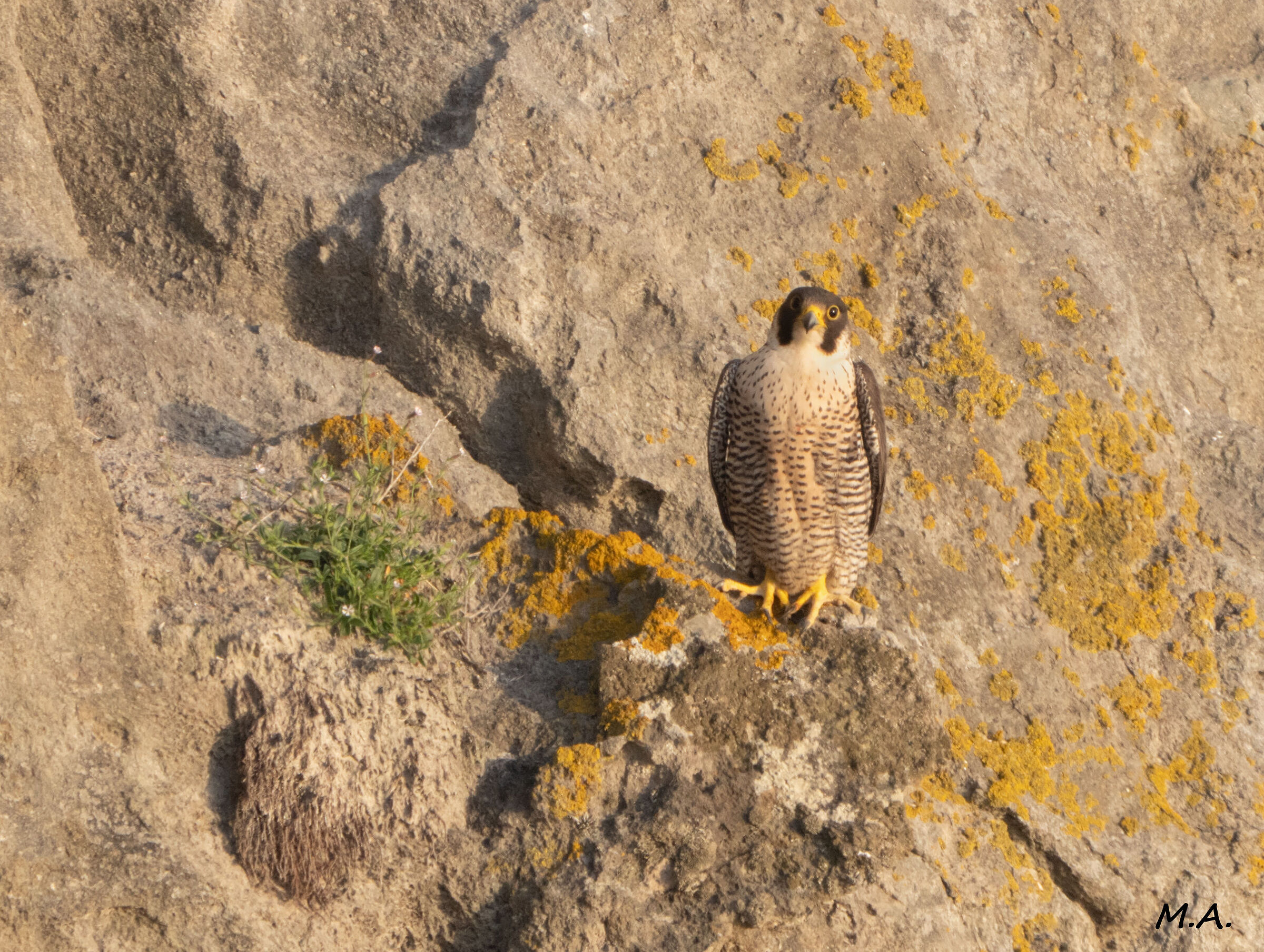 Golden Hour Female Peregrine Falcon...