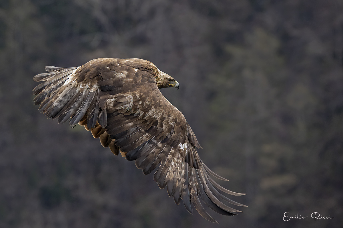 Golden Eagle -Italian Alps- ...