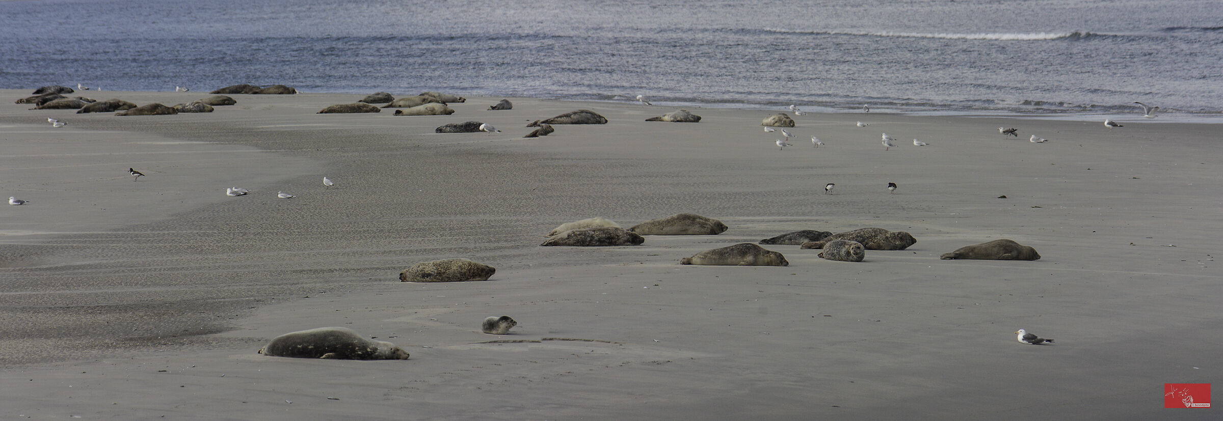 Seal Colony .. Frisian Islands...