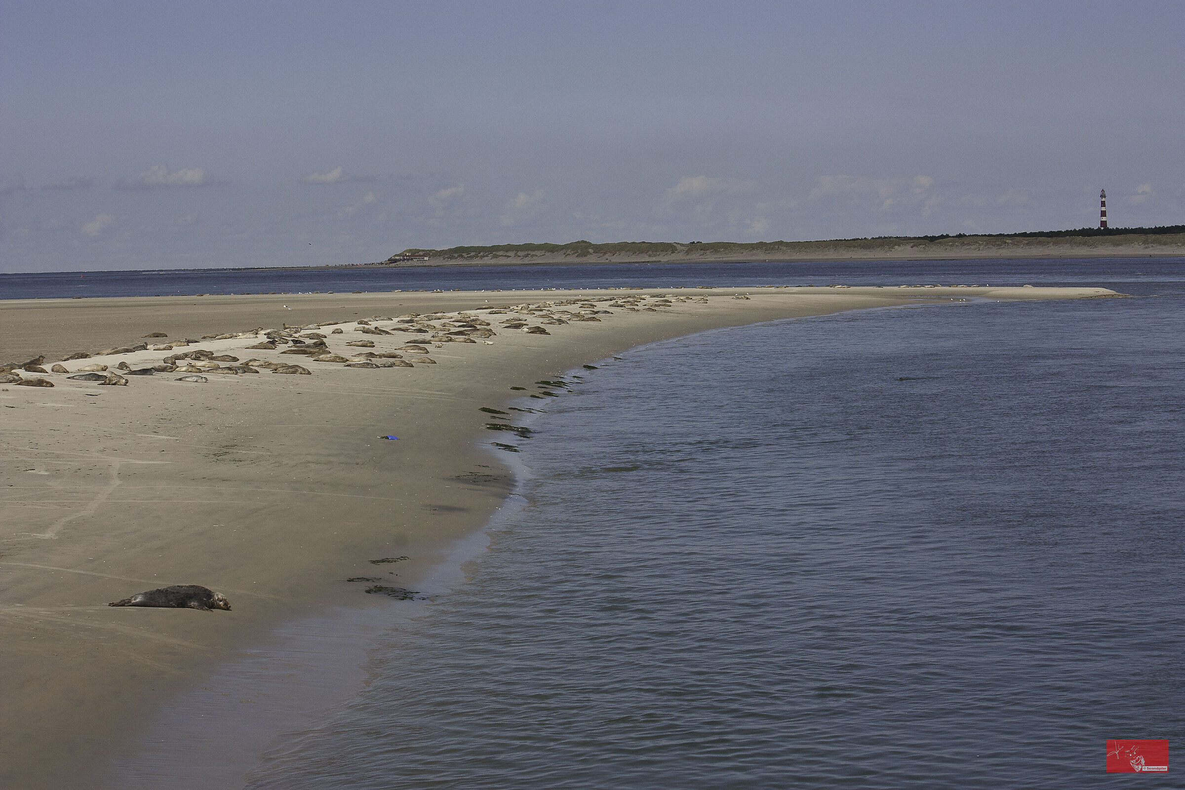 The Seal Colony.. Frisian Islands...