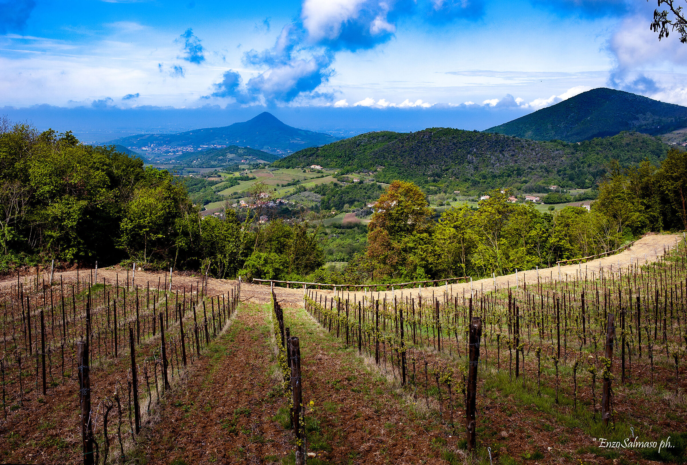 Vineyards on Mount Fasolo 2...