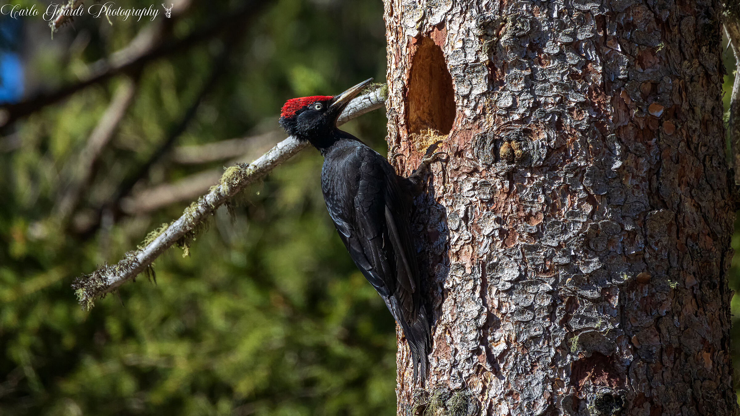 Black Woodpecker Female...