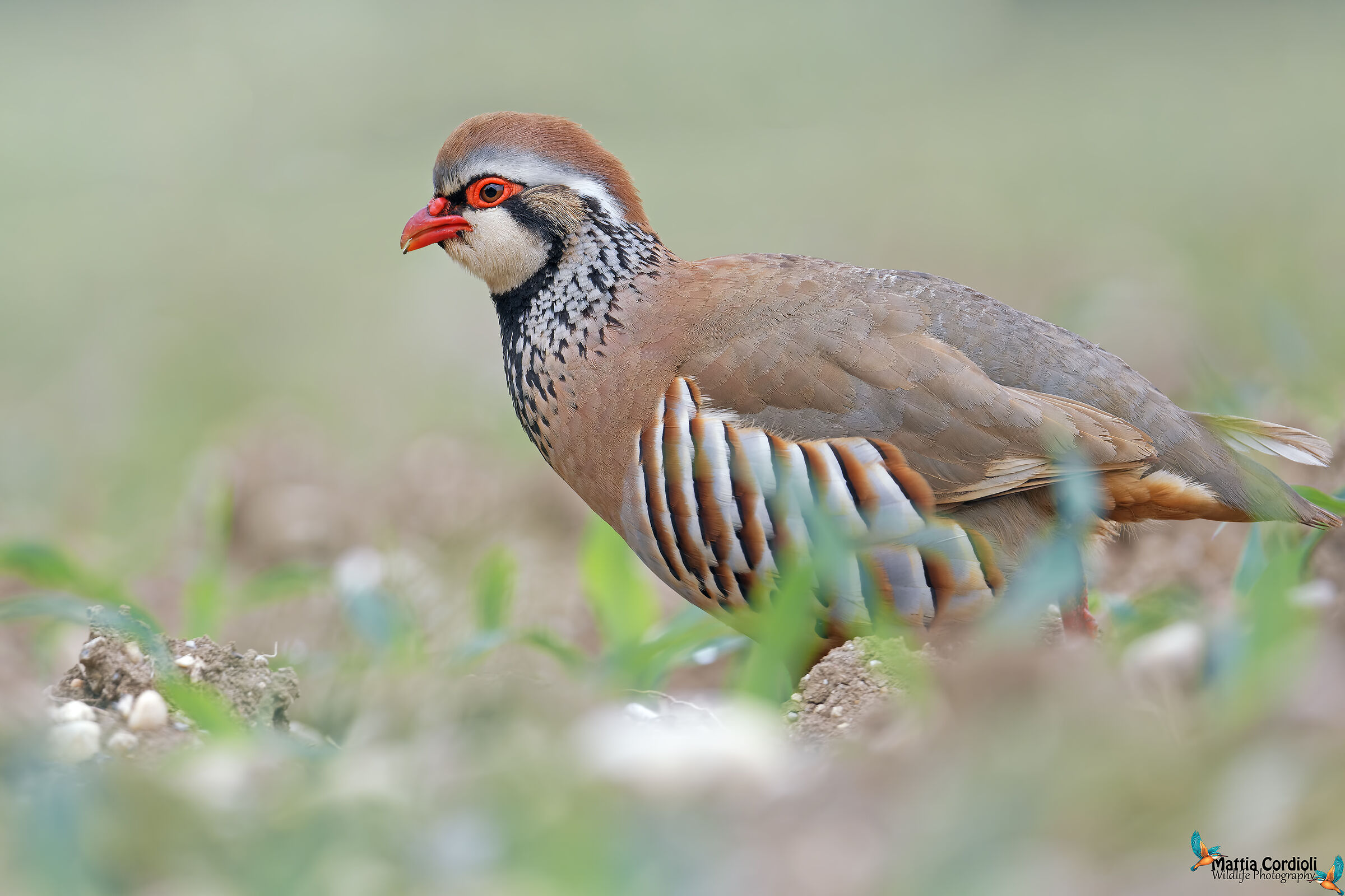 Red Partridge ...