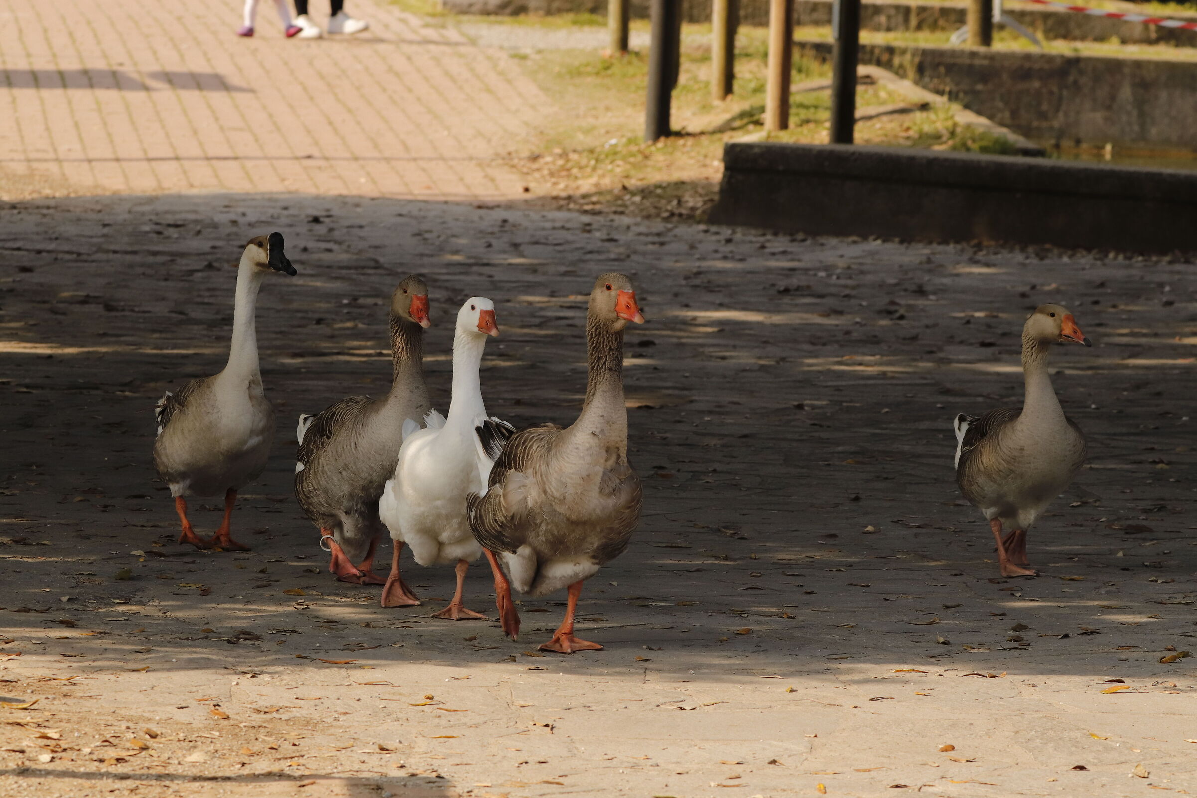 Geese eating while walking 9/05/2021...