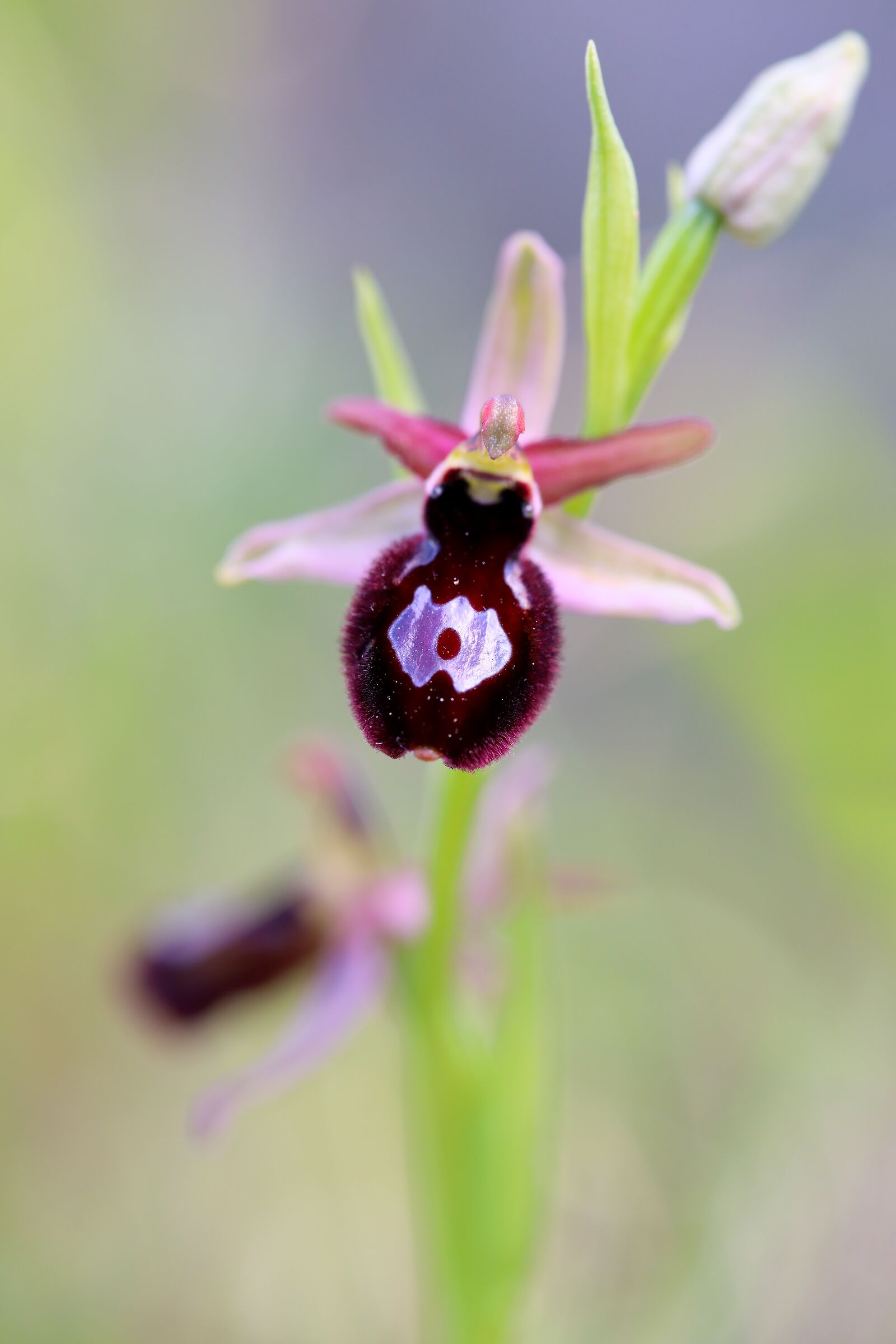 Ophrys bertolonii x incubacea...