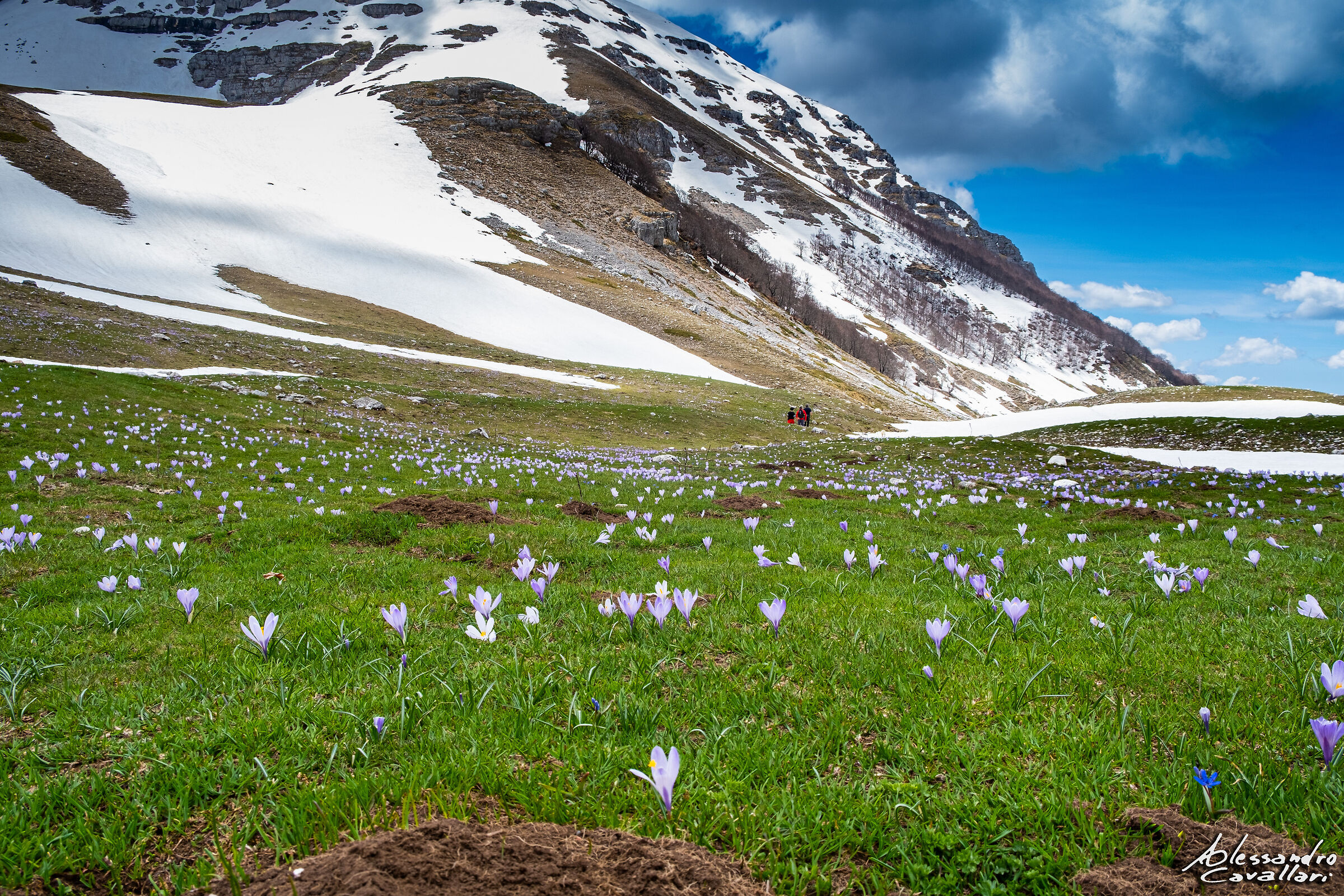 Crocus in fiore sui monti della Duchessa (ri)...
