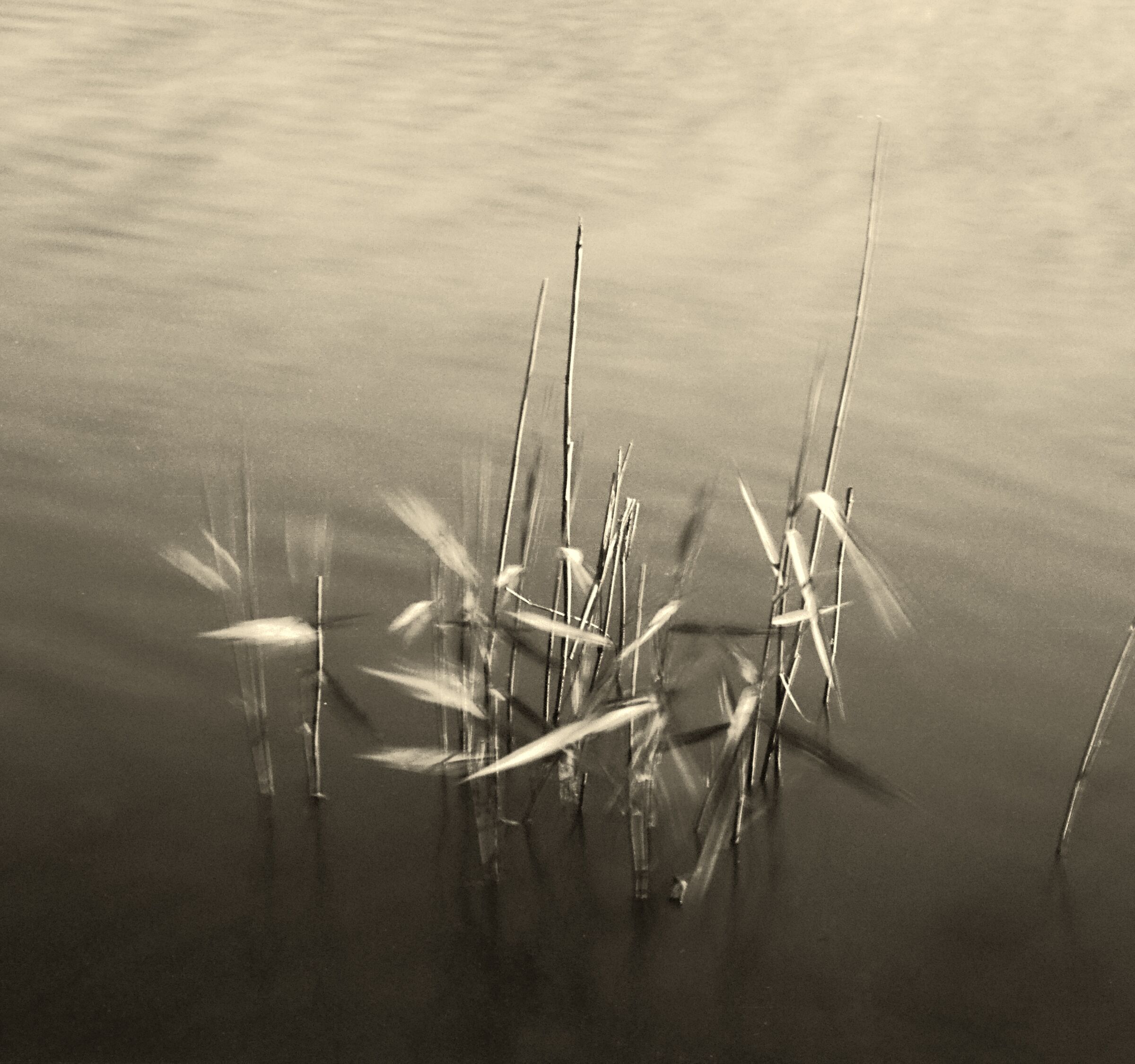 The Reed...