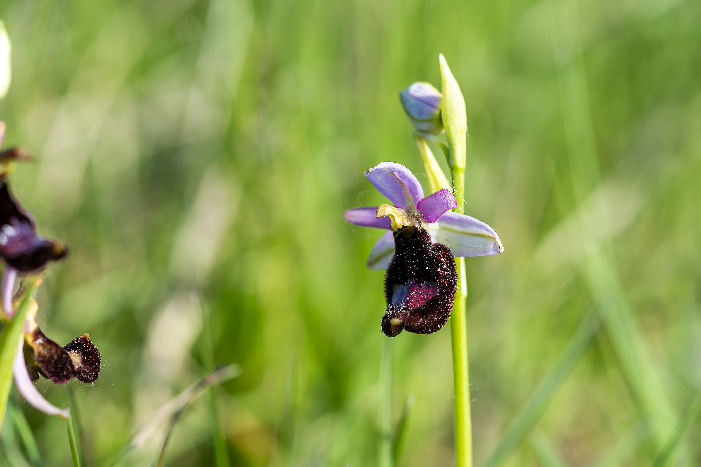 ophrys benacensis 2...