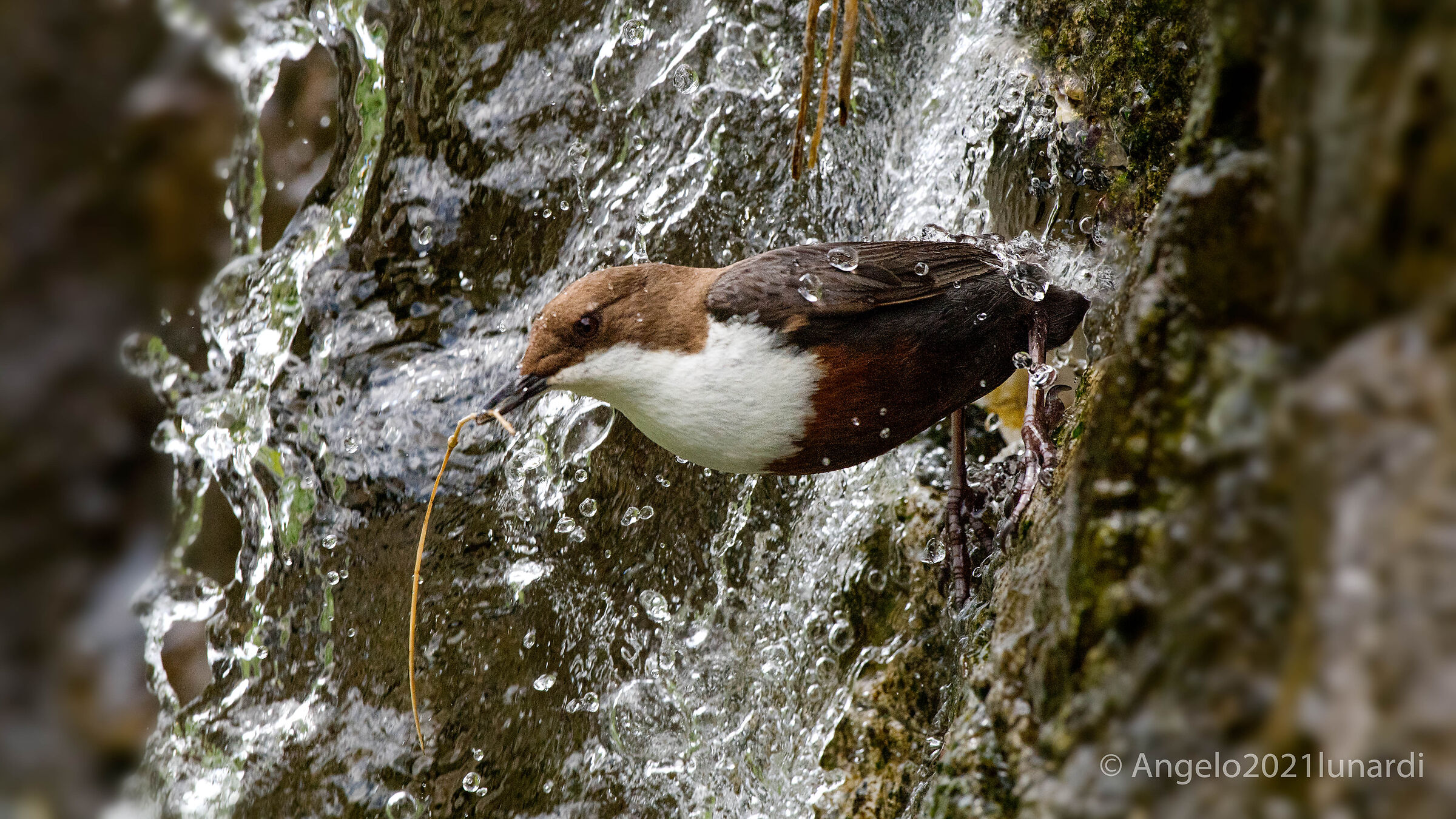 white-throated dipper ...