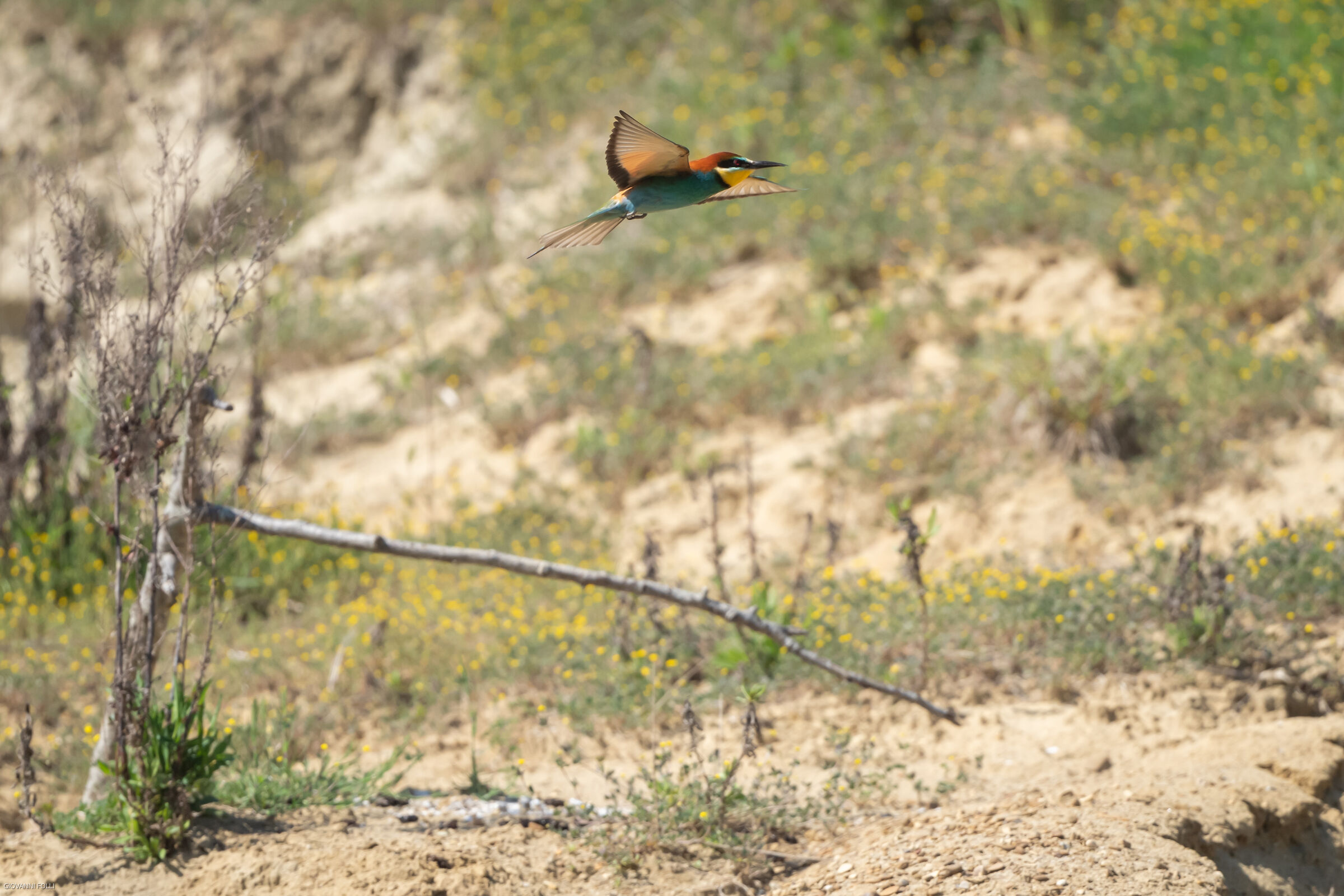 bee-eater...