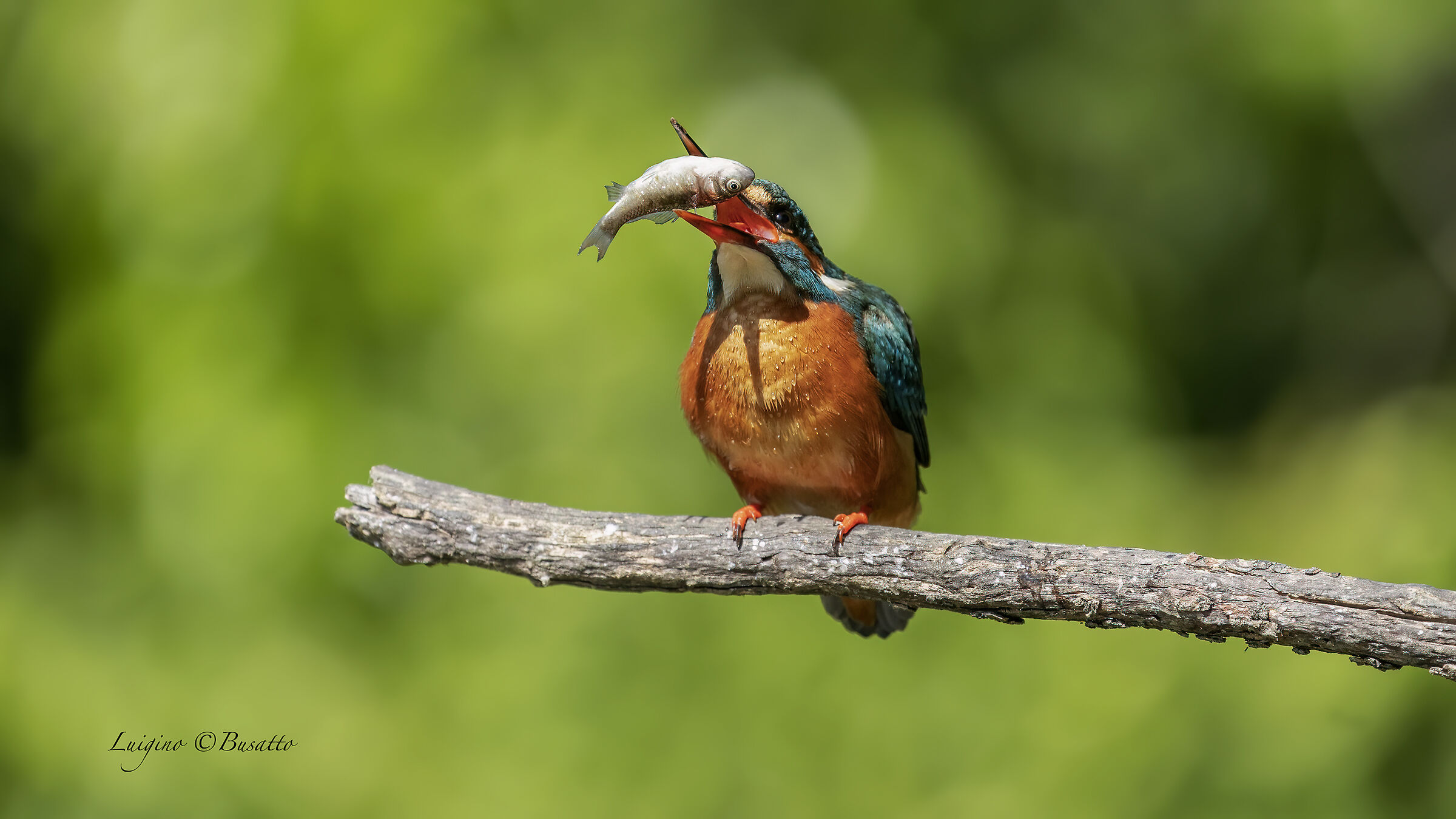 Female kingfisher with fish...