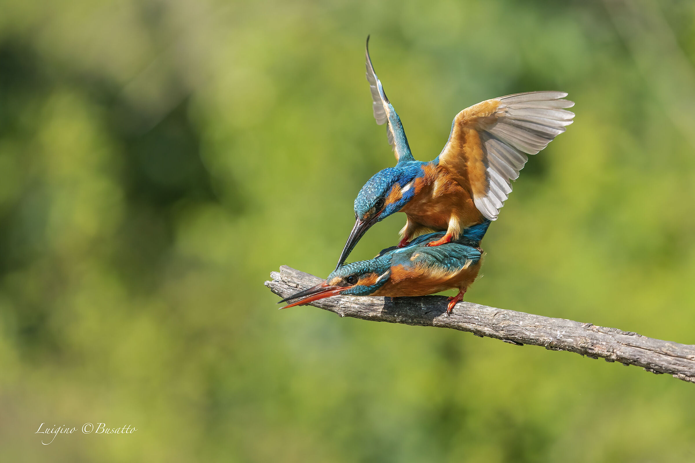 Kingfisher mating ...