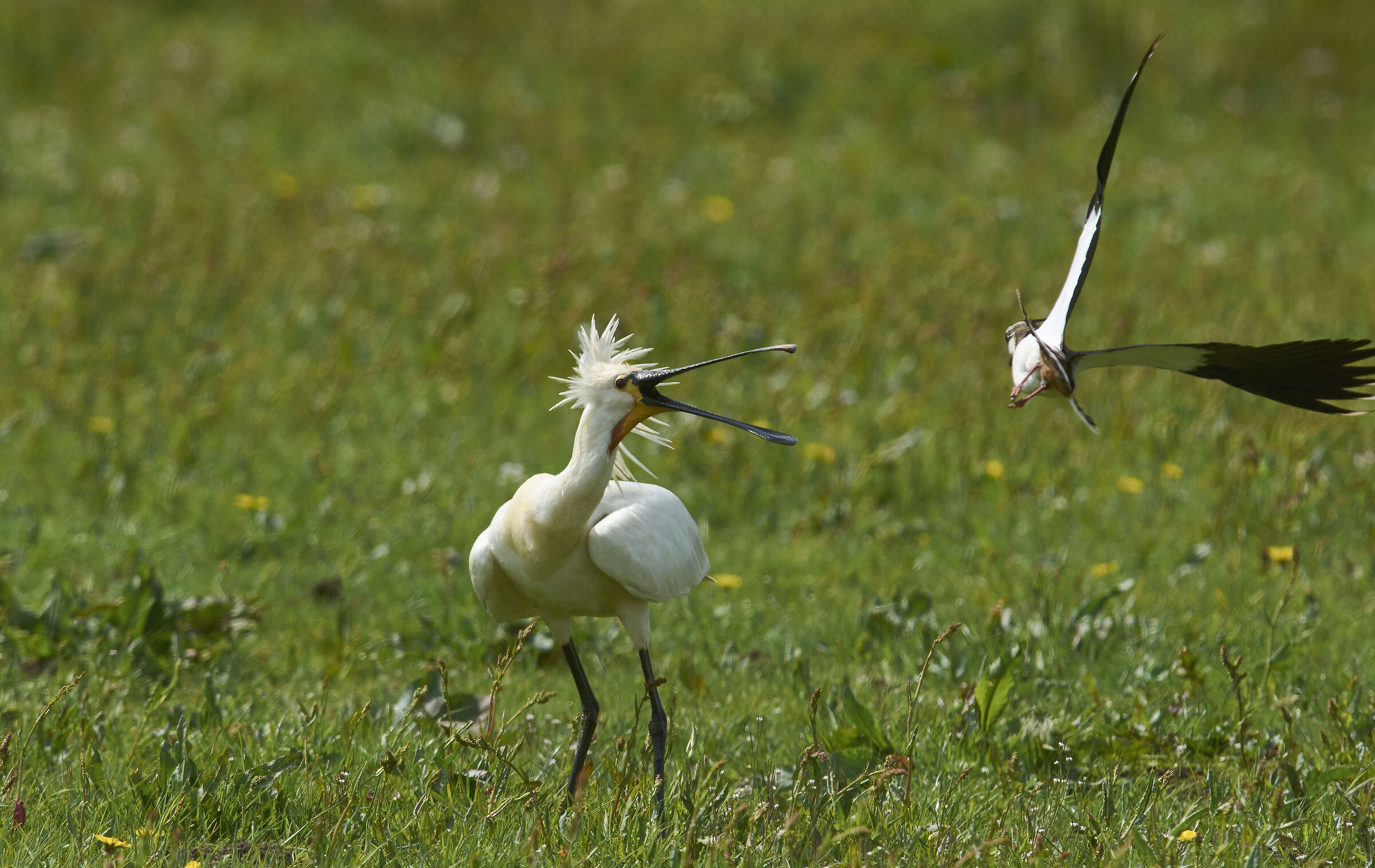 Spoonbill attacked by Lapwing...