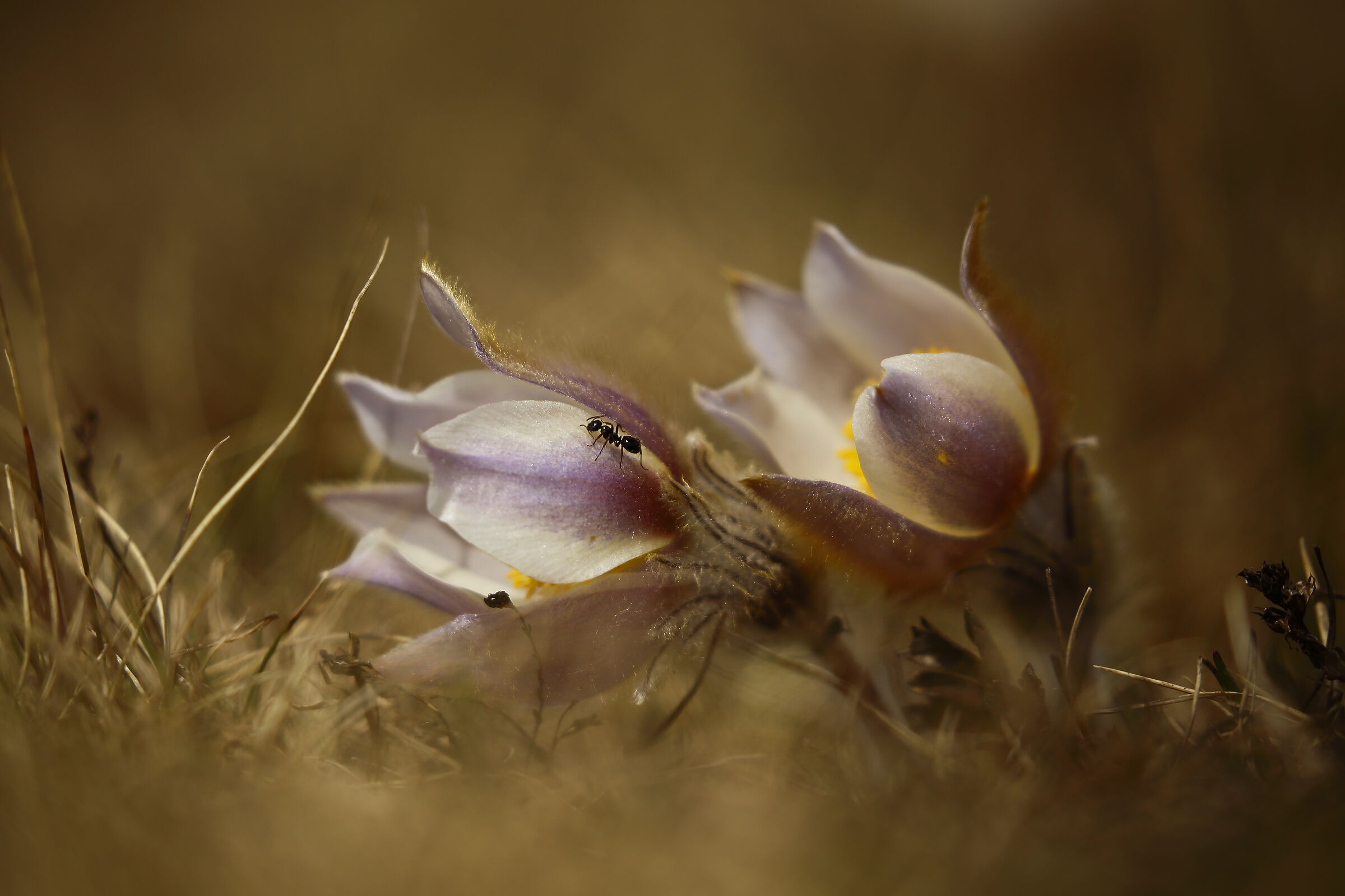 Mountain anemones ...