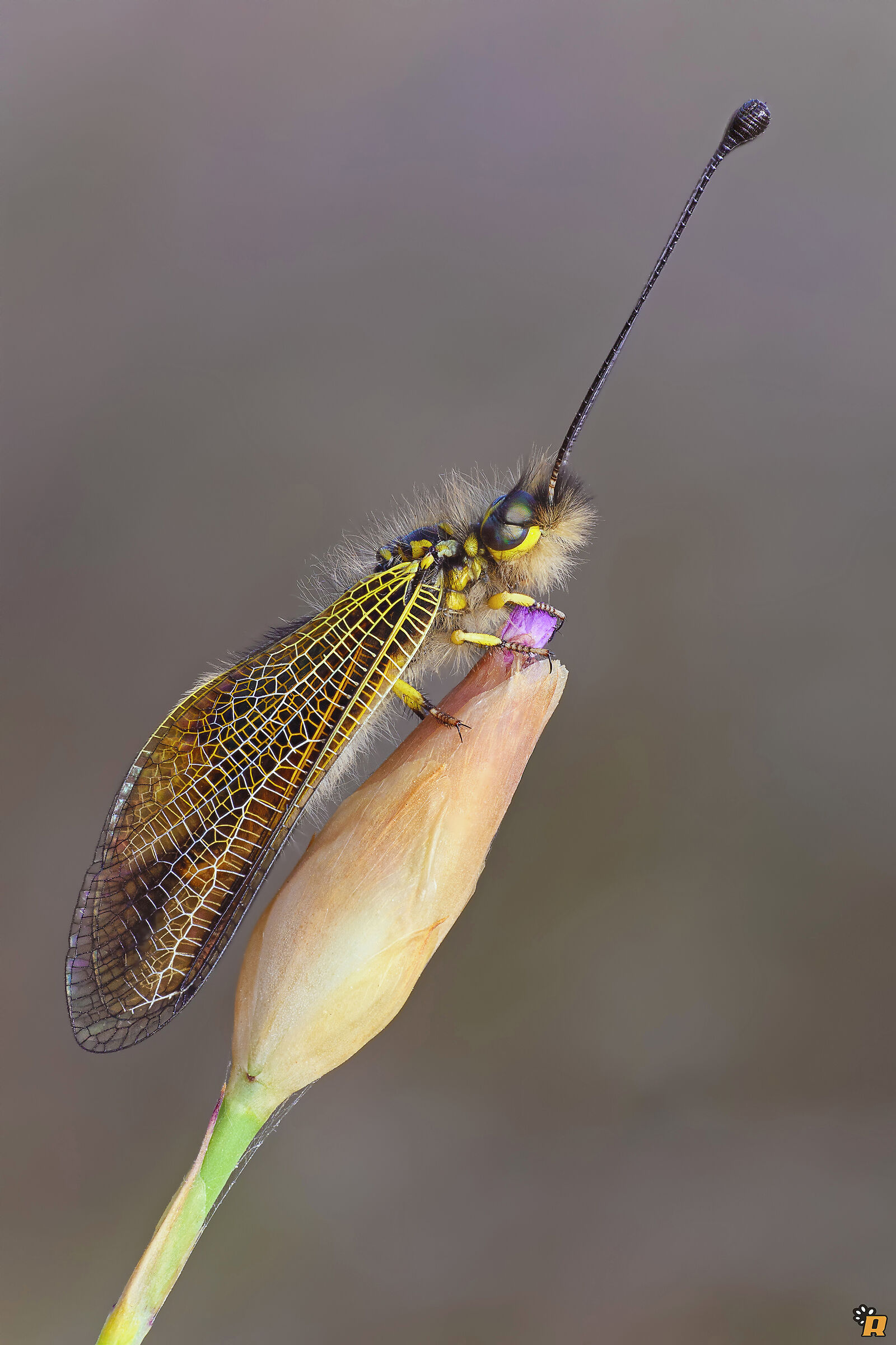 Libelloides corsicus - female...