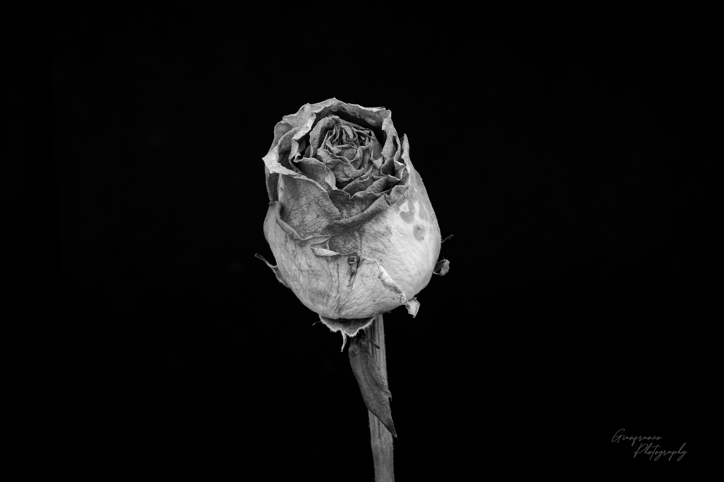 Old rose!...