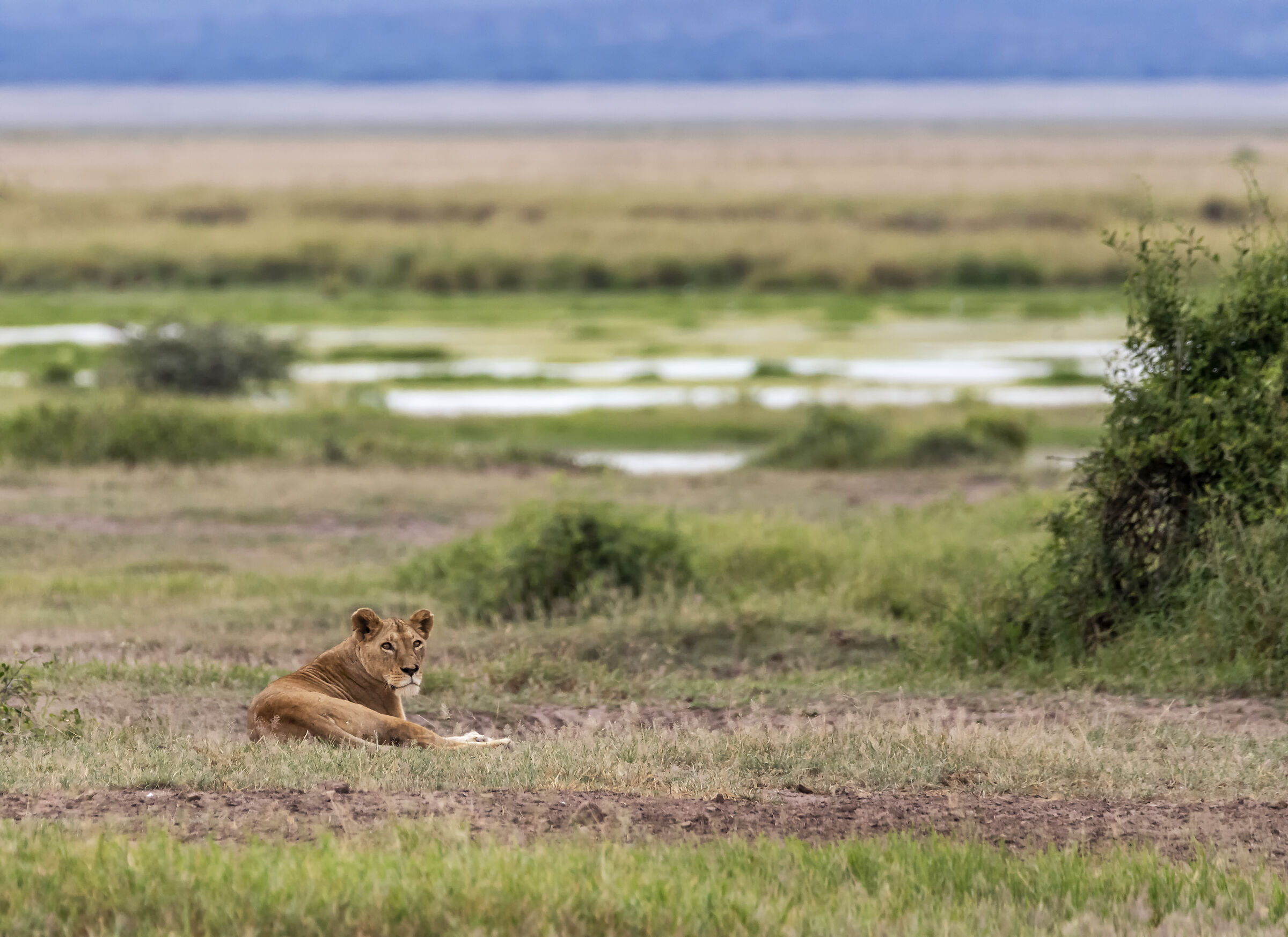 Amboseli National Park Kenya...