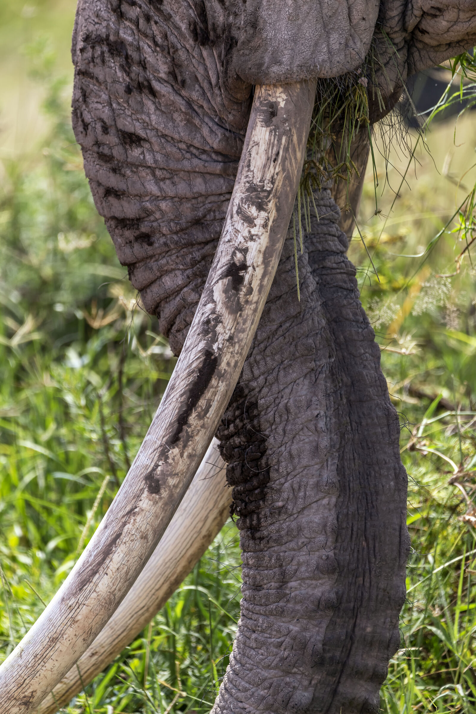 Amboseli National Park Kenya...