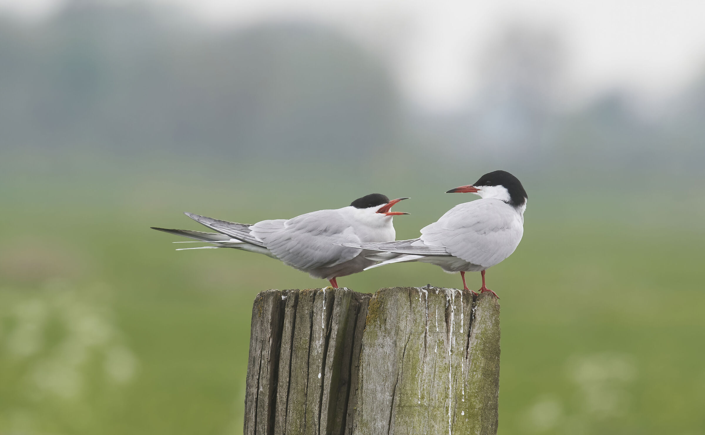Little Terns couple....