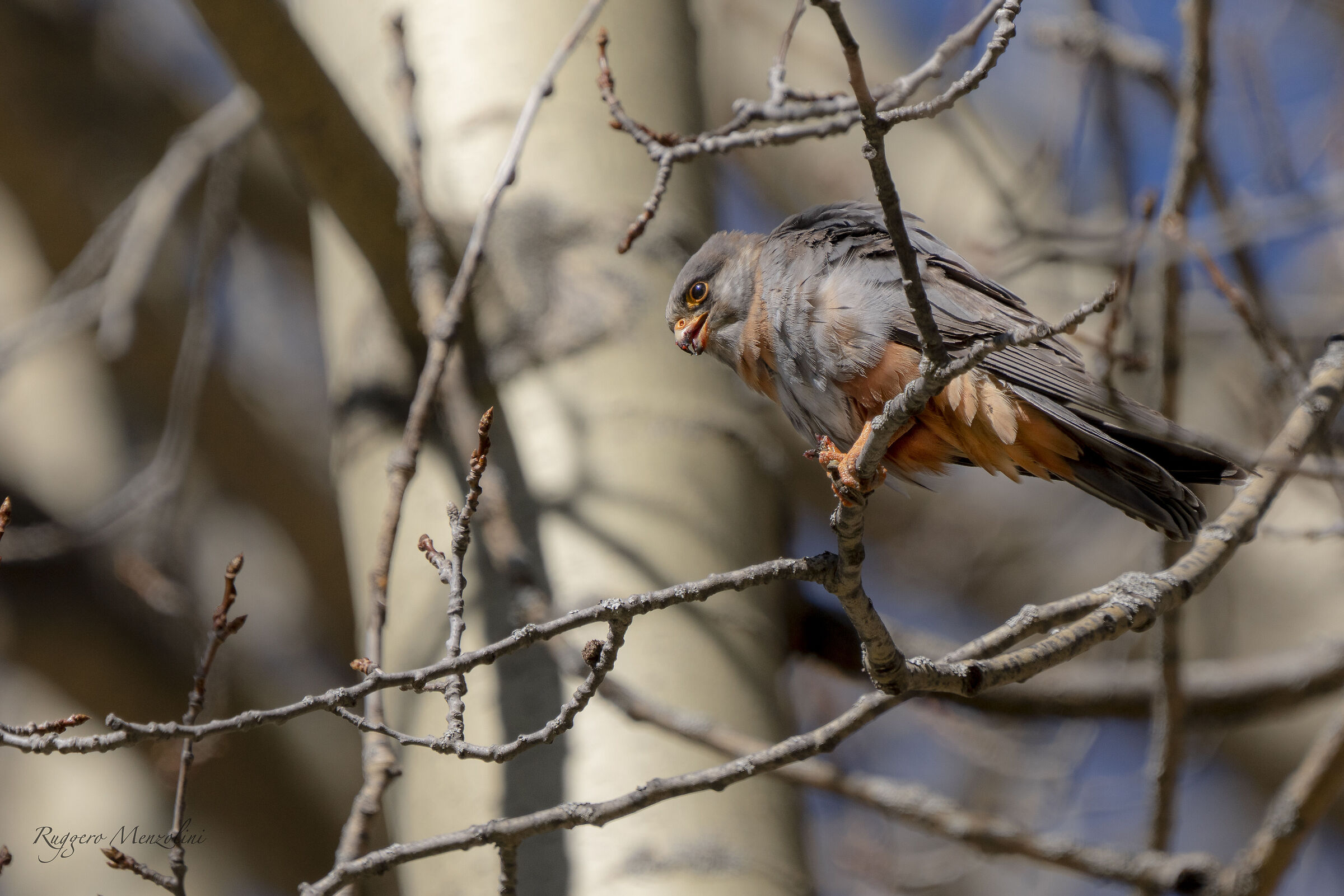 Male Cuckoo Falcon...