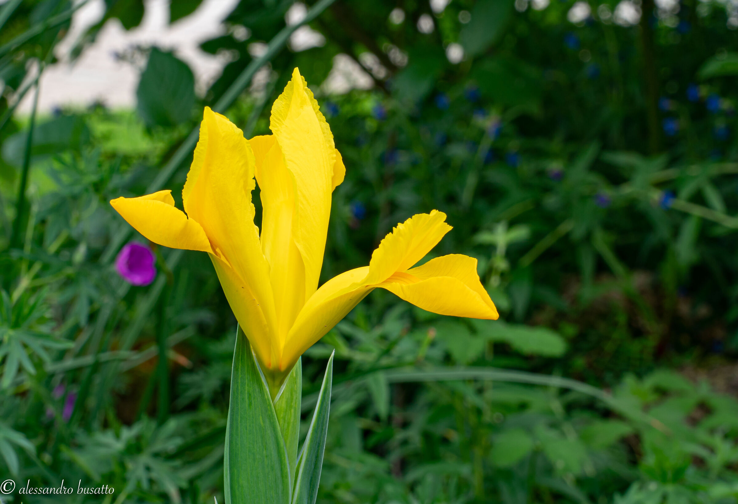 Iris pseudacorus (water lily)...