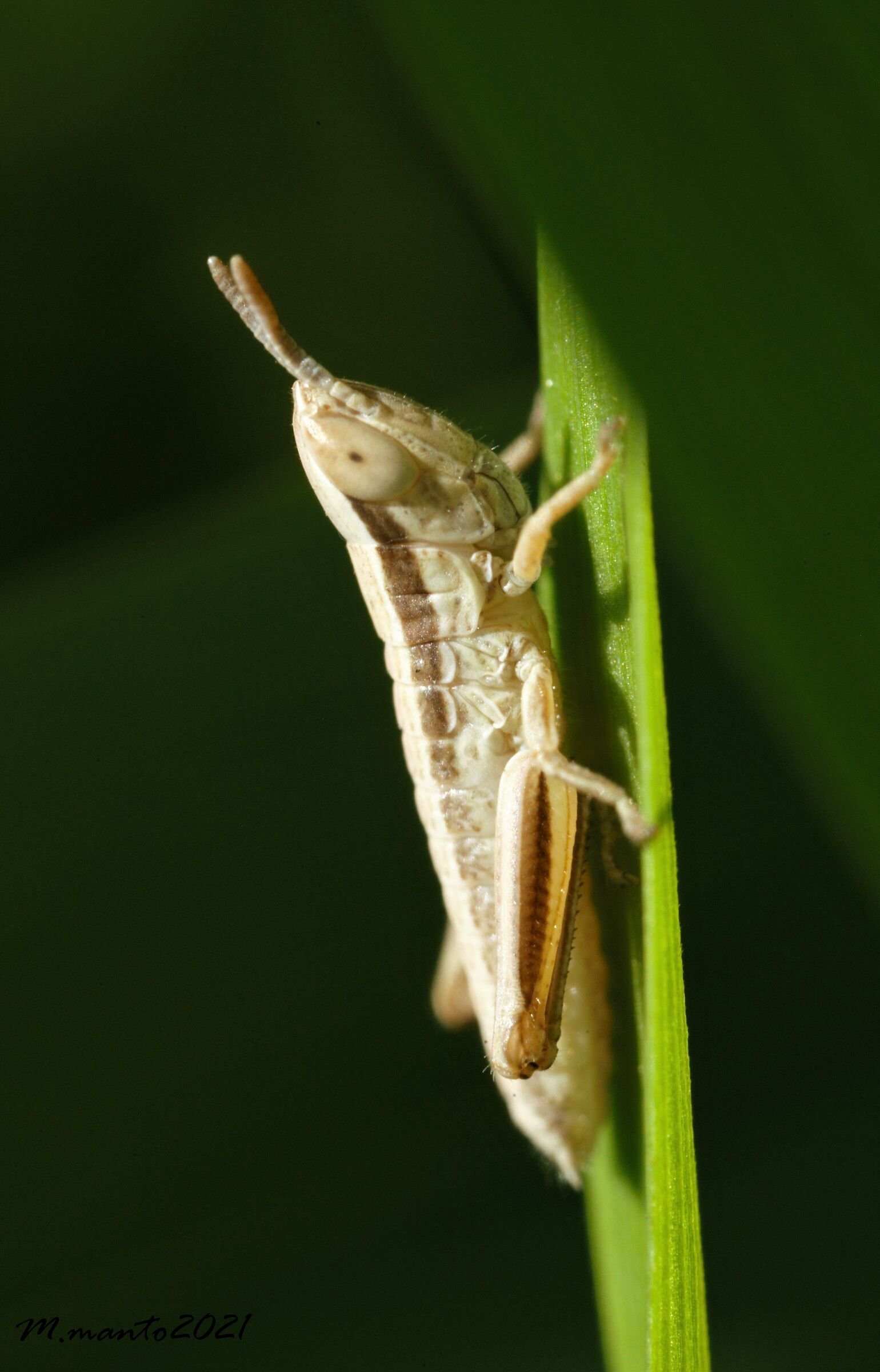 young orthopterus...