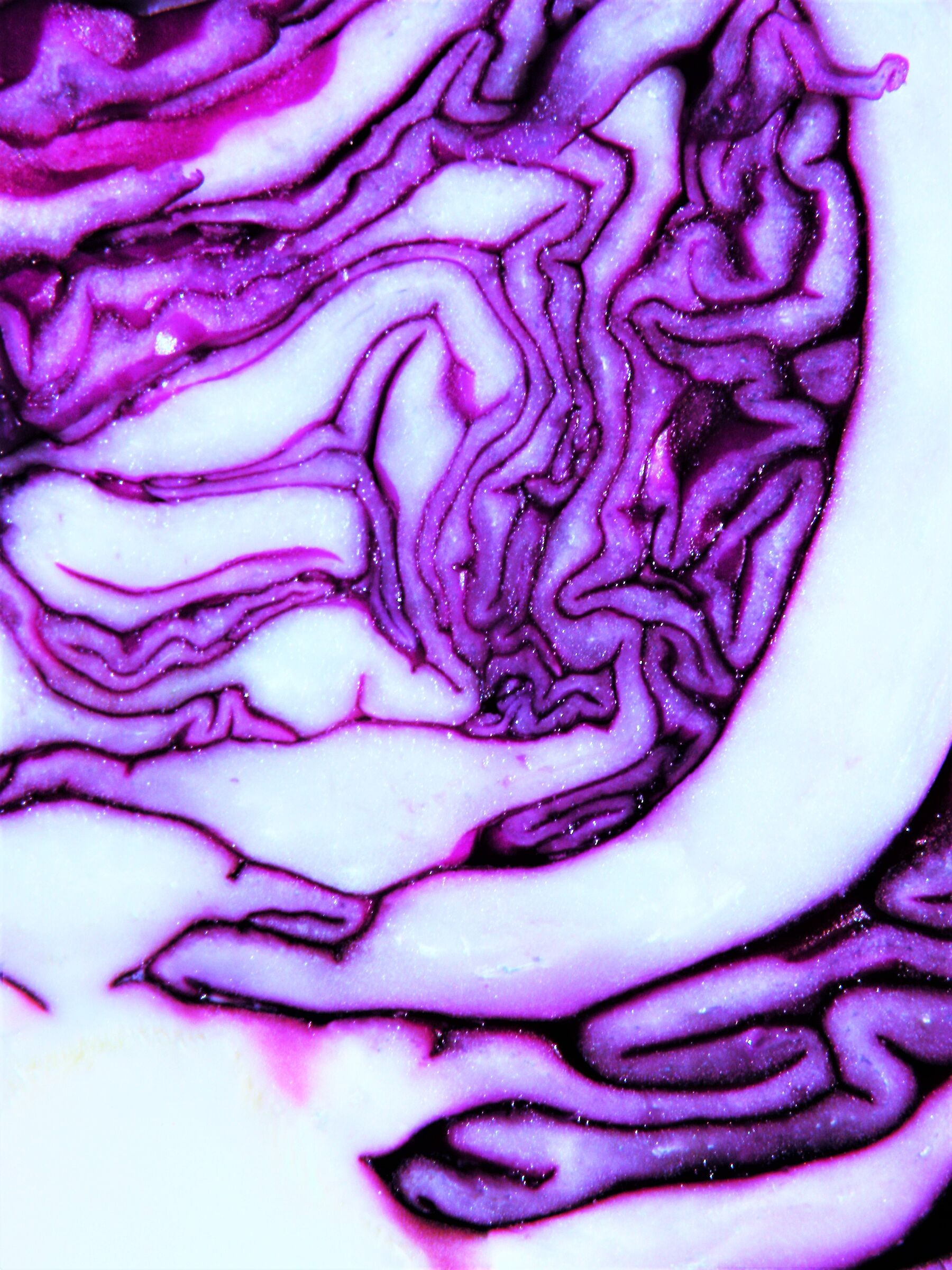  Red Cabbage...