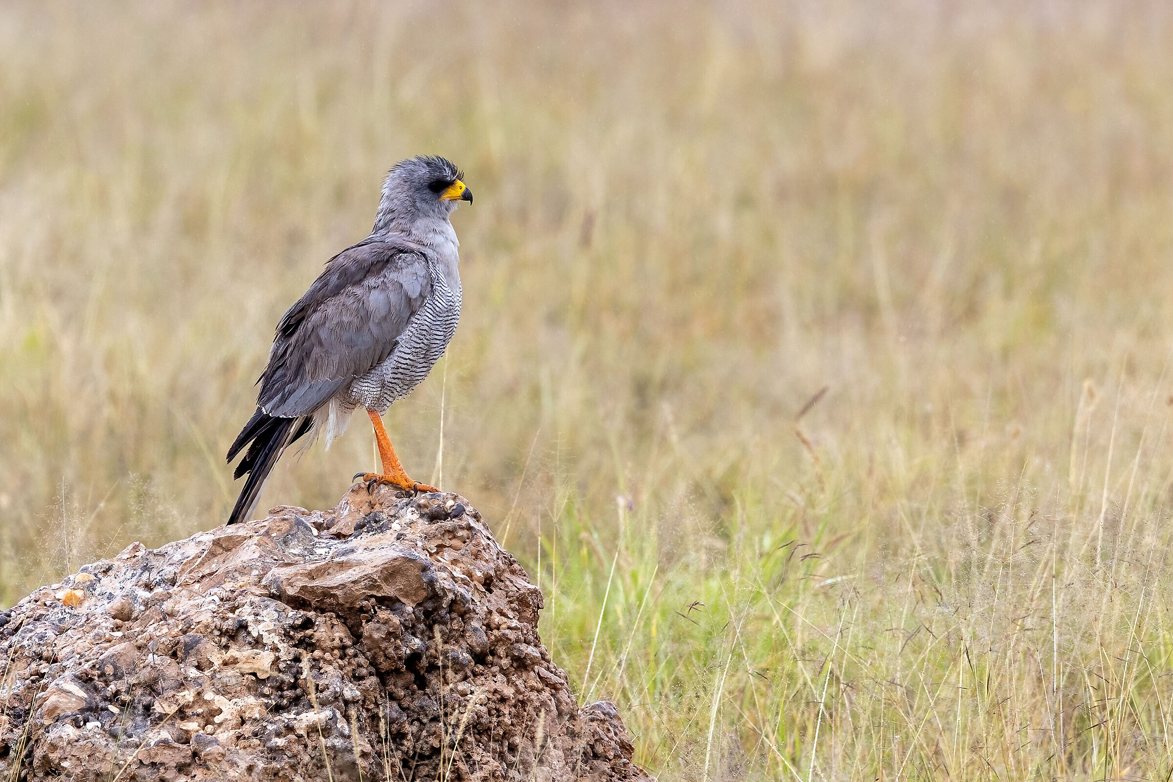 Bird of prey to be identified...