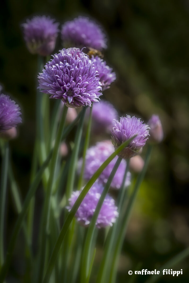 Bouquet of chives...
