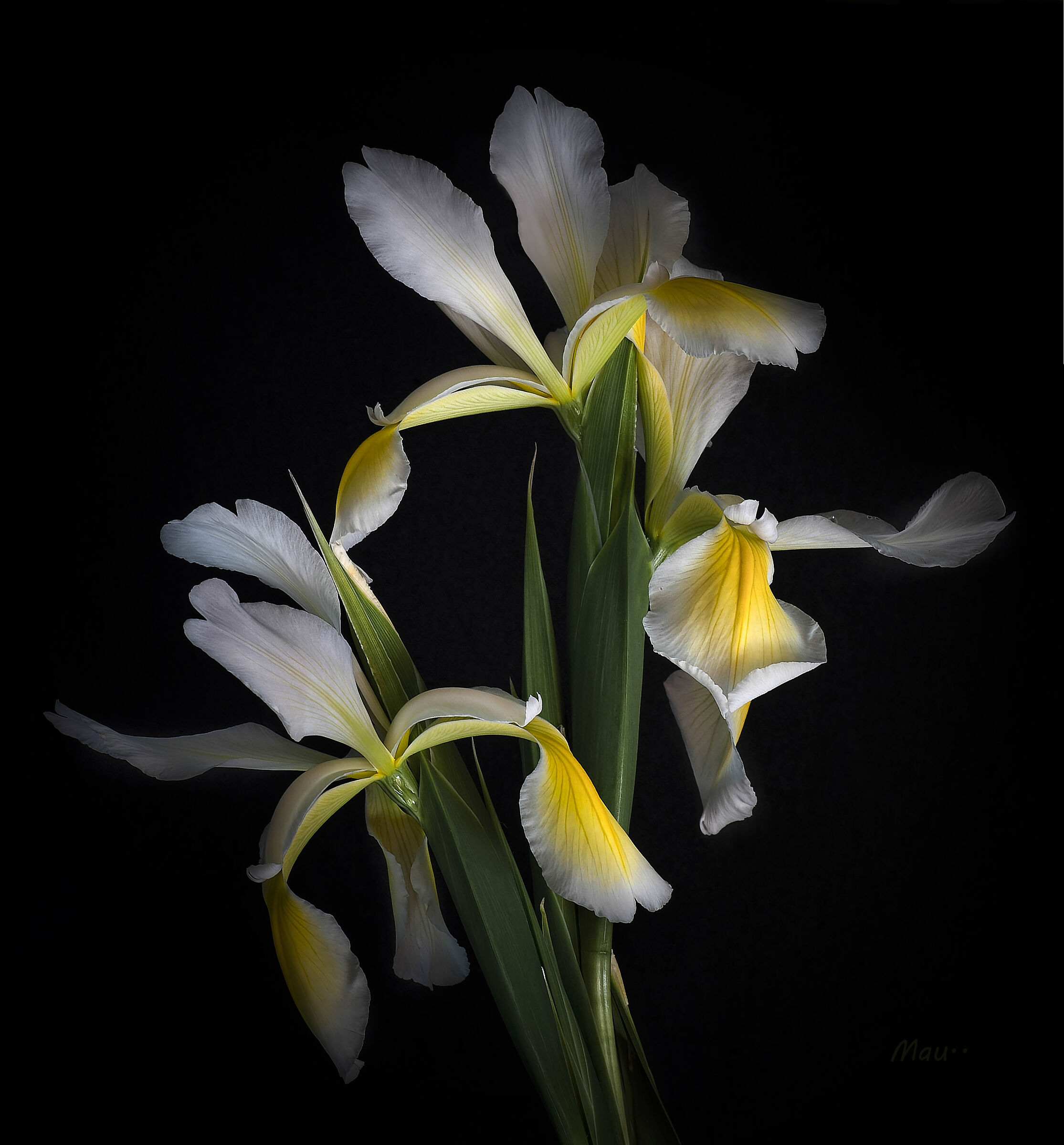Iris halophila...