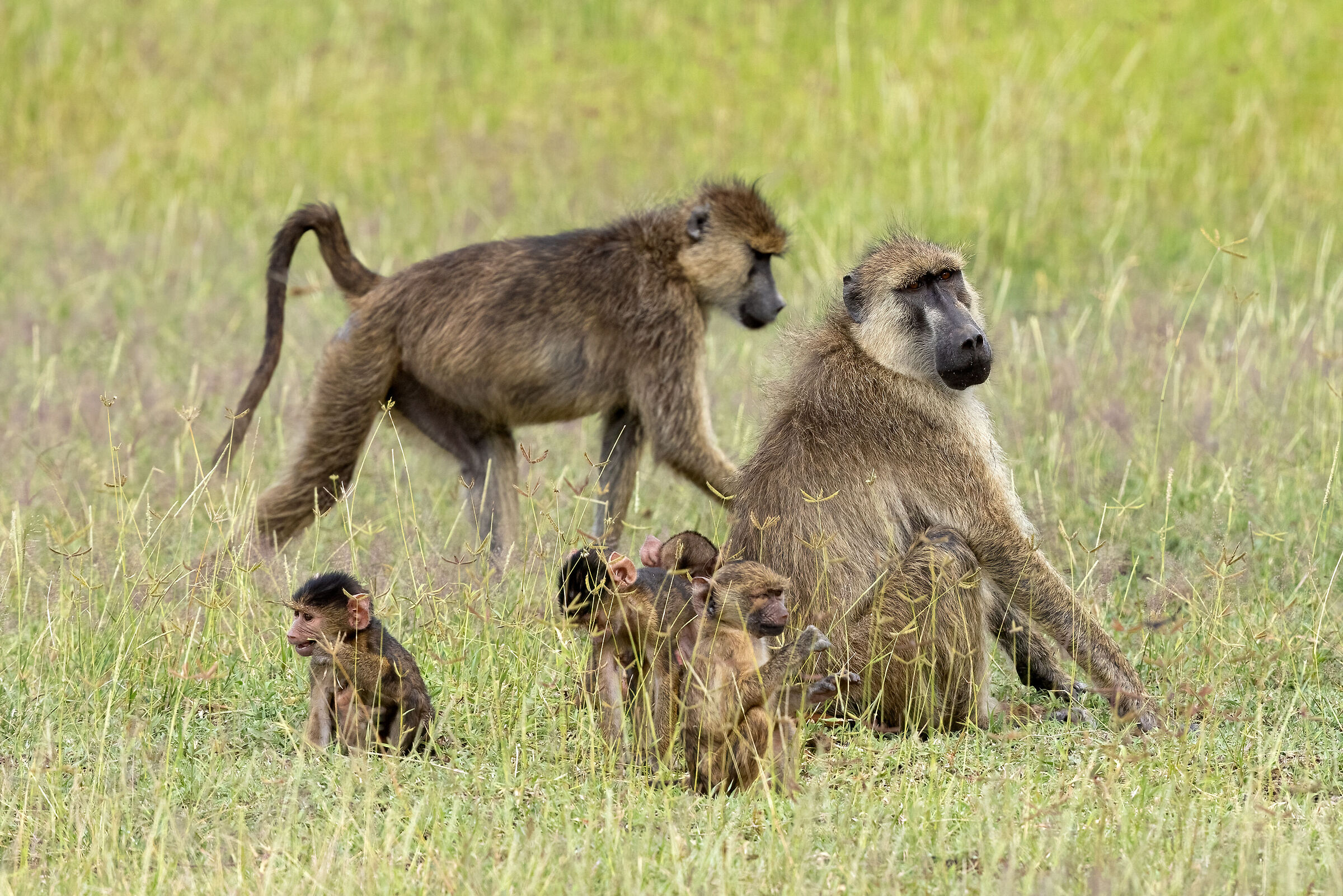 Family of monkeys...