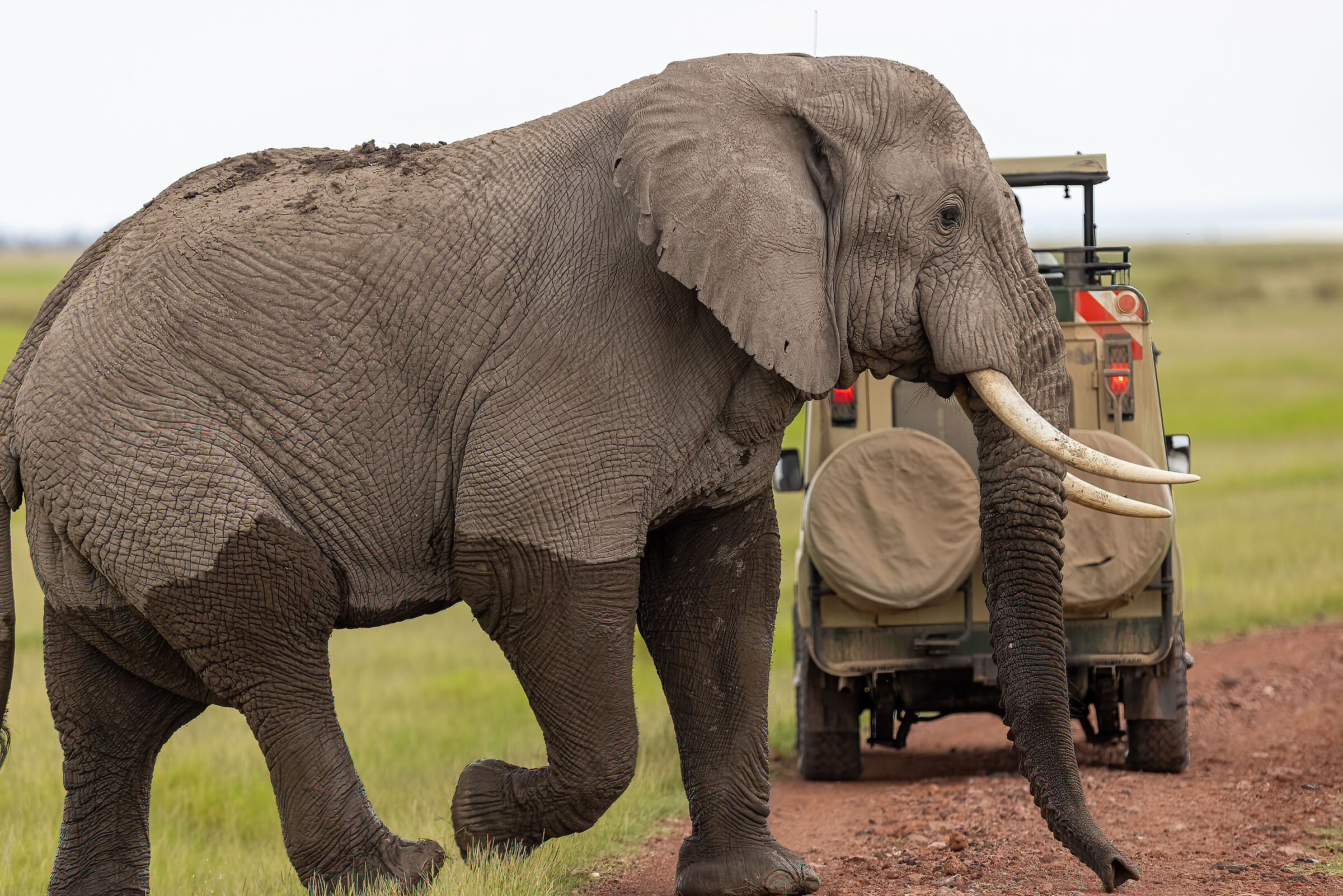 Elefante africano confrontato con una Jeep.......
