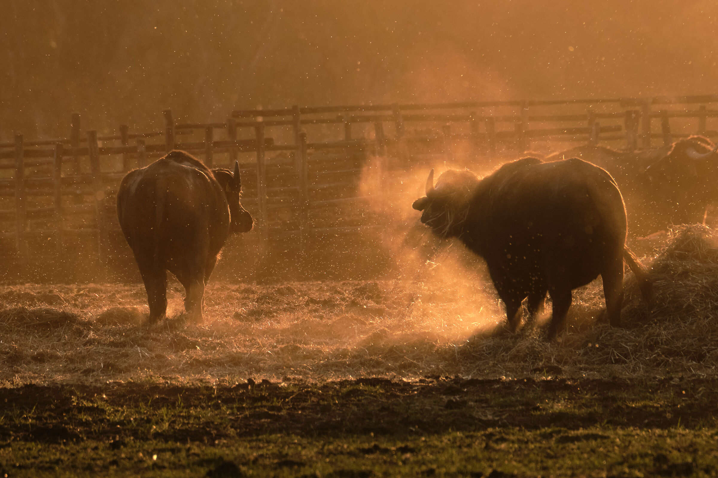 The Buffaloes of Fogliano...