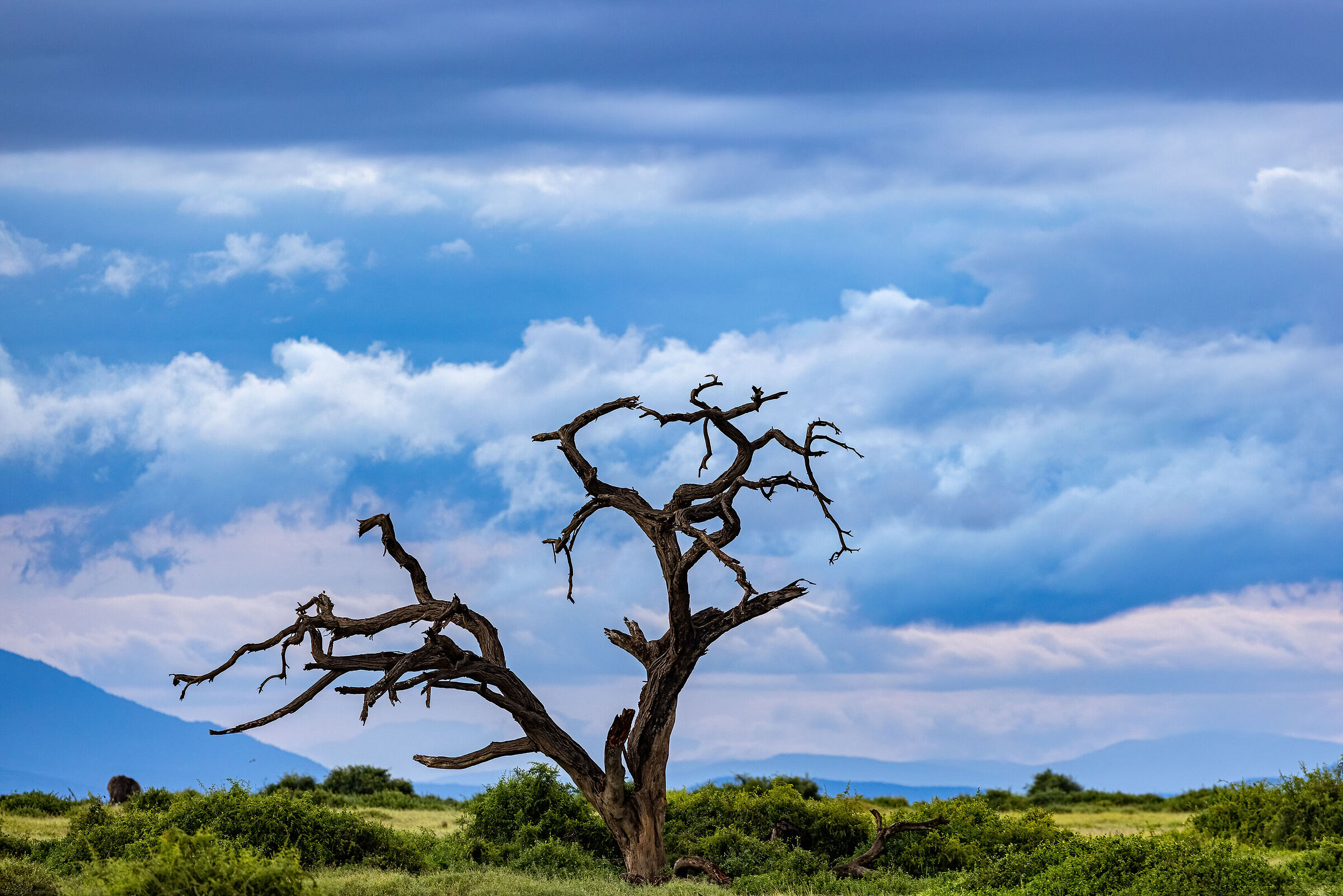 Landscape of Amboseli National Park...