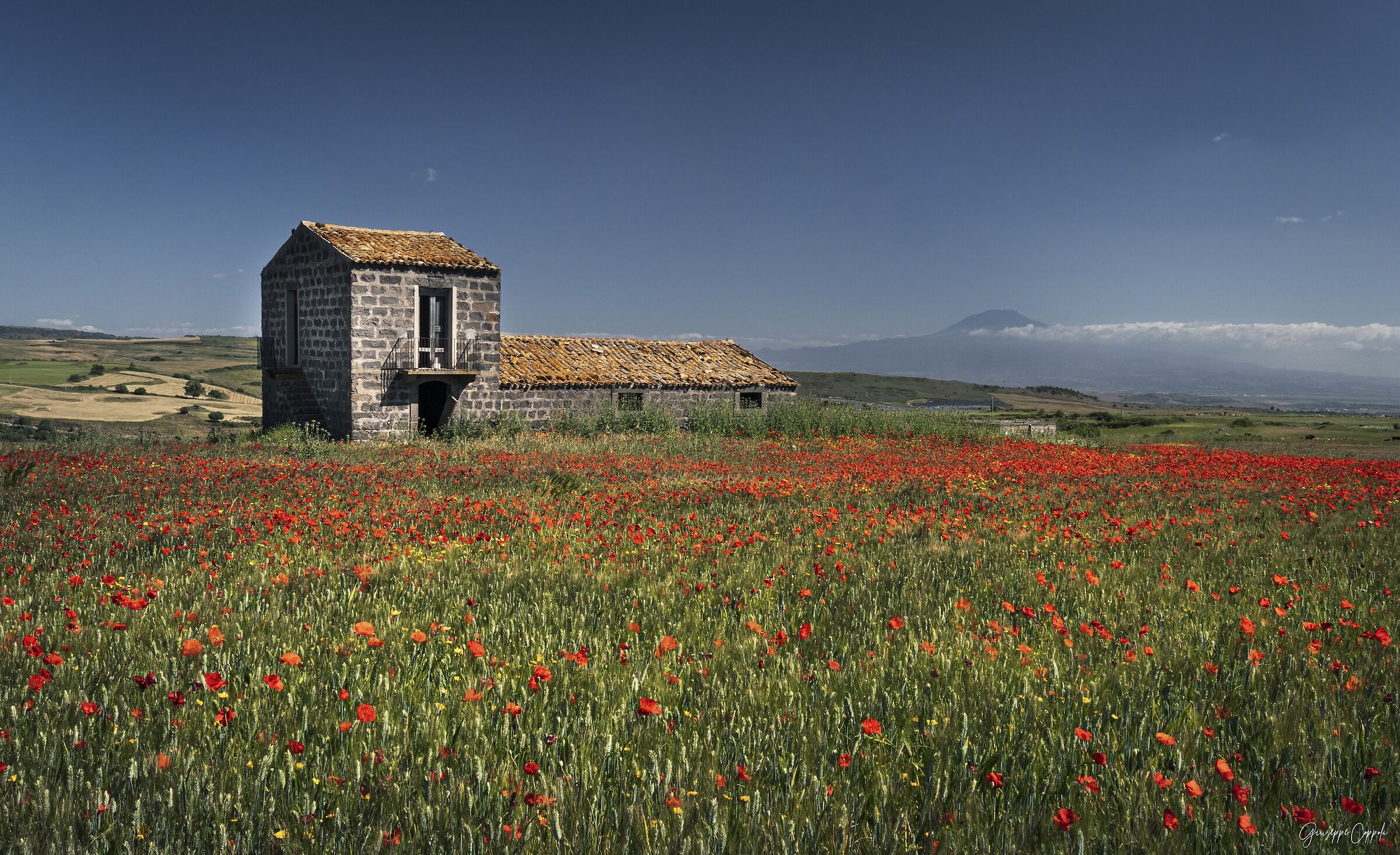 Sicilian meadows......