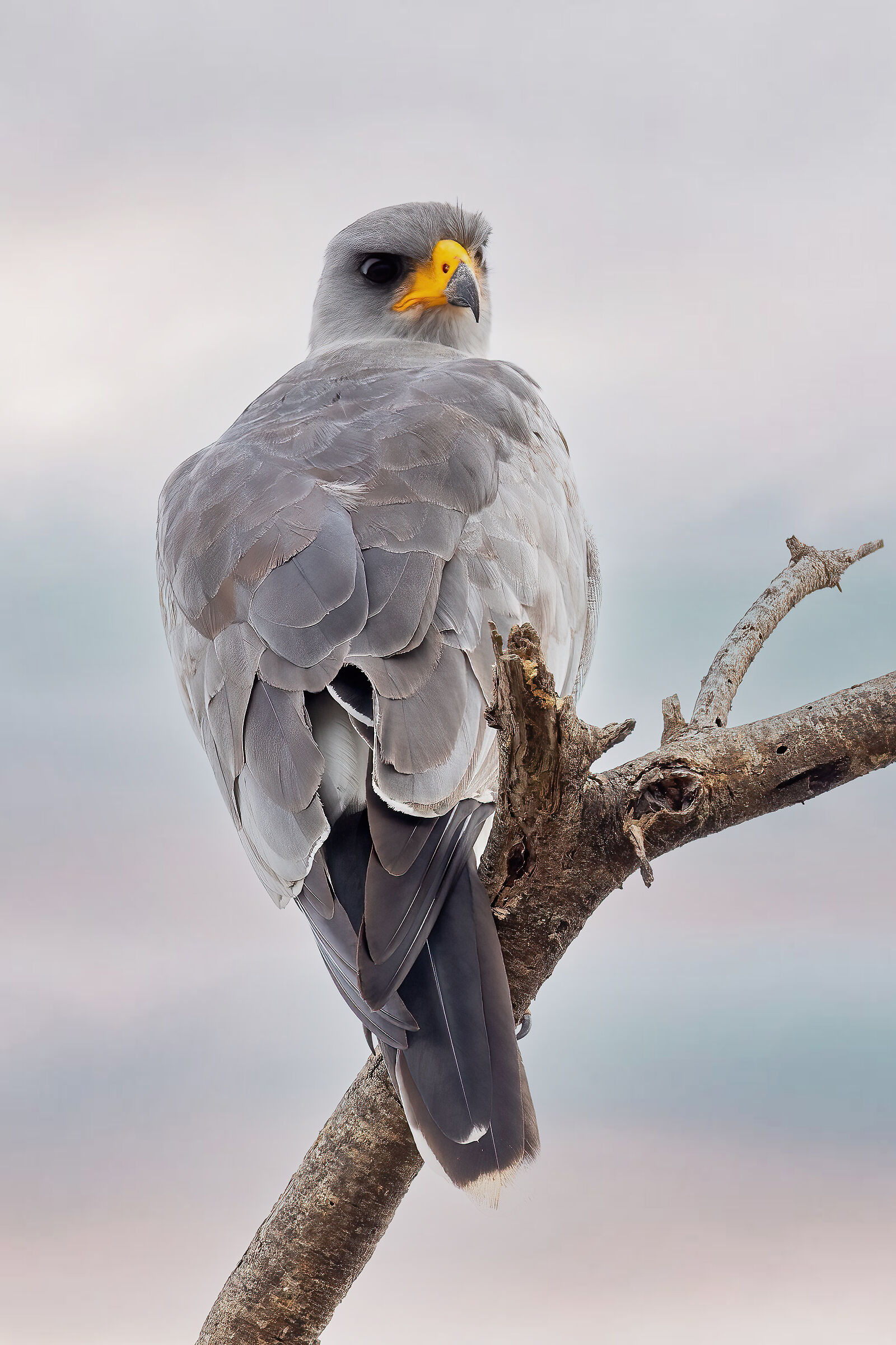 Bird of prey to be identified (Kenya - Aboseli)...