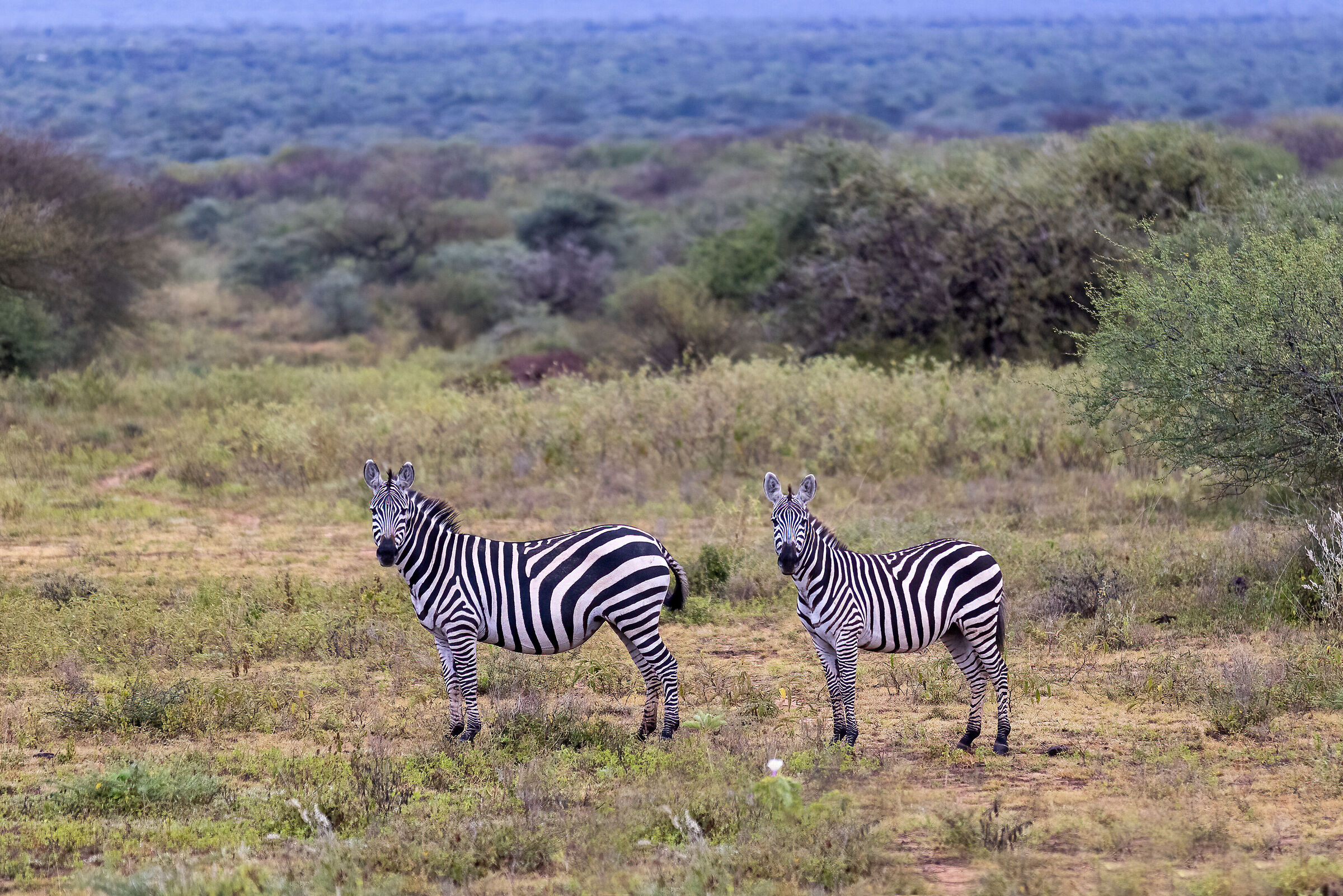 Two zebras and the savannah...