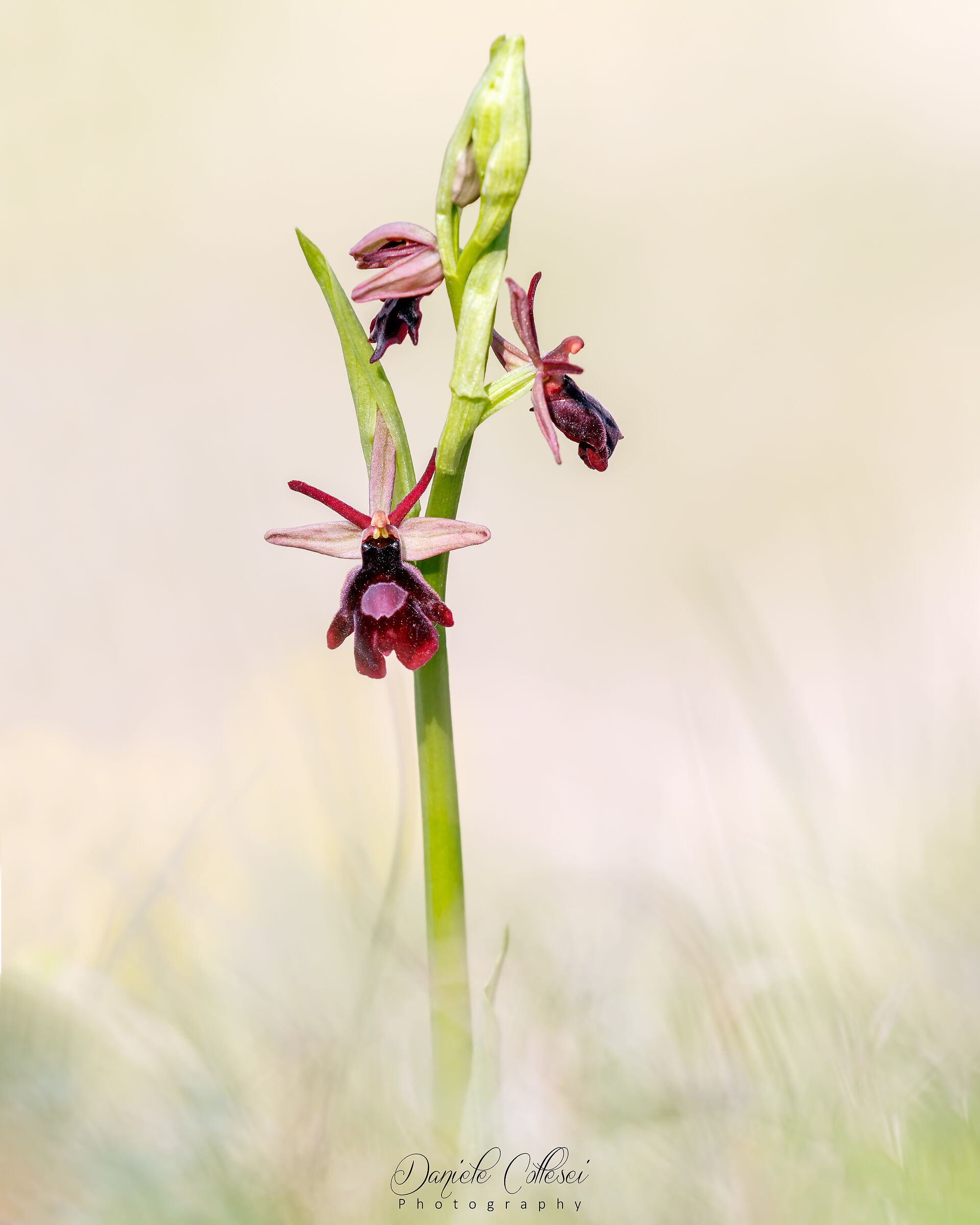Ophrys benacensisXinsectifera...