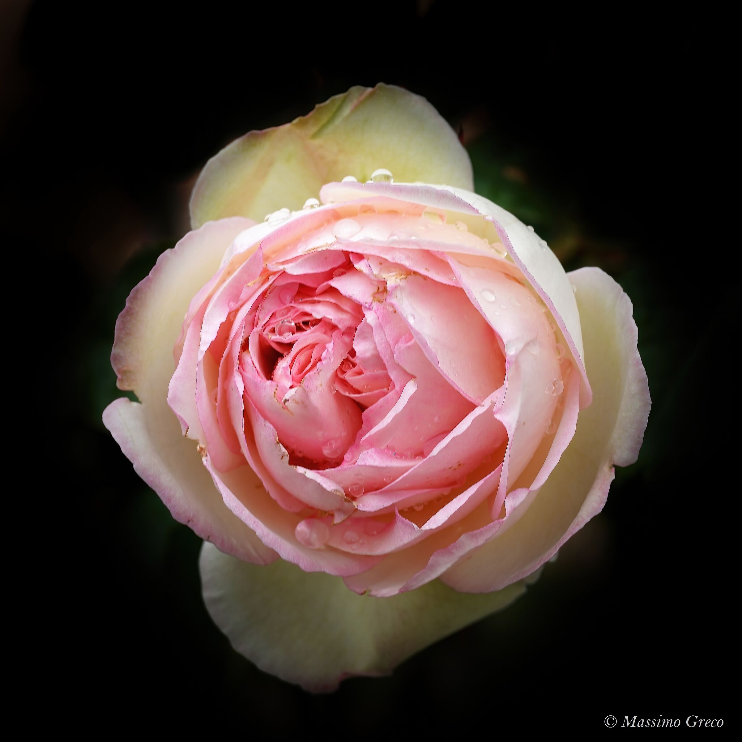 Rosa rosae -...