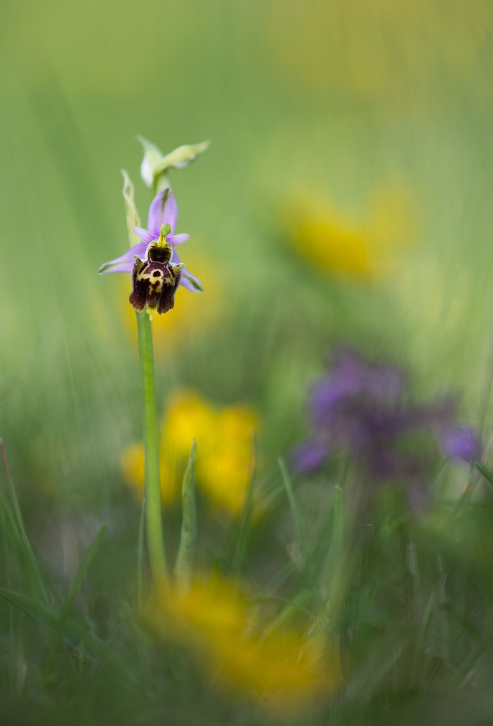 Ophrys Dinarica...