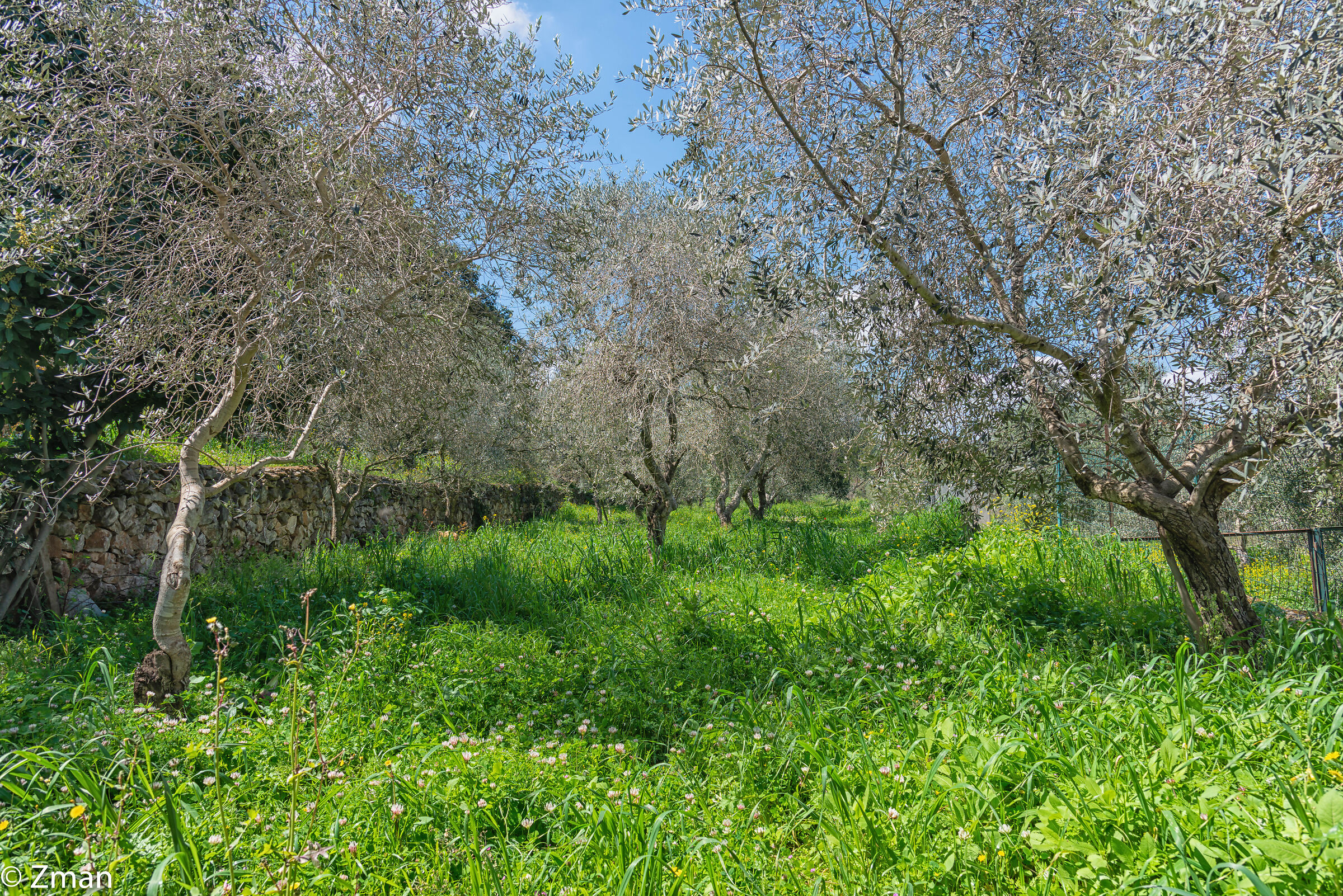 Olive Trees...