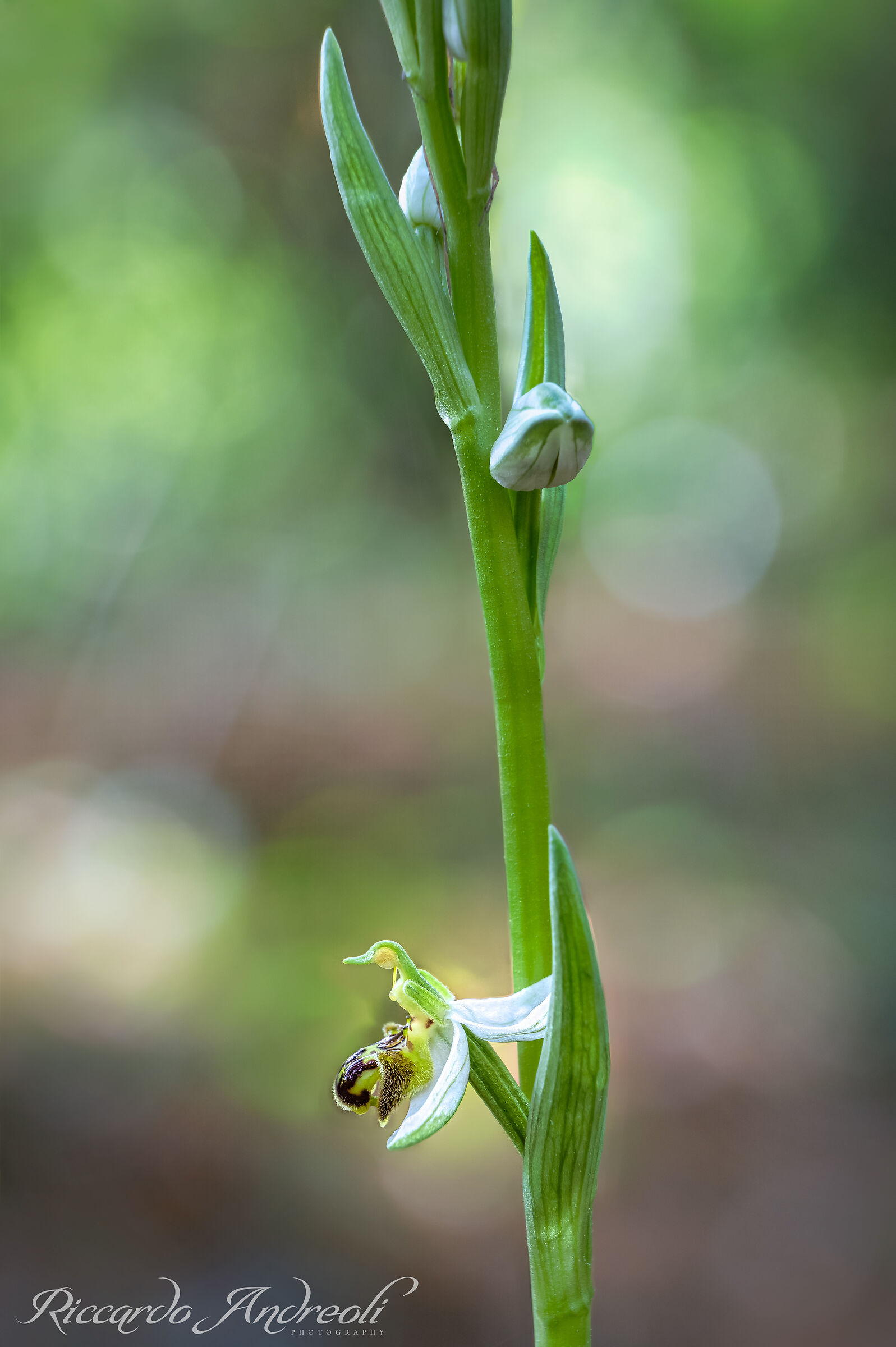 Apiferous ophrys...