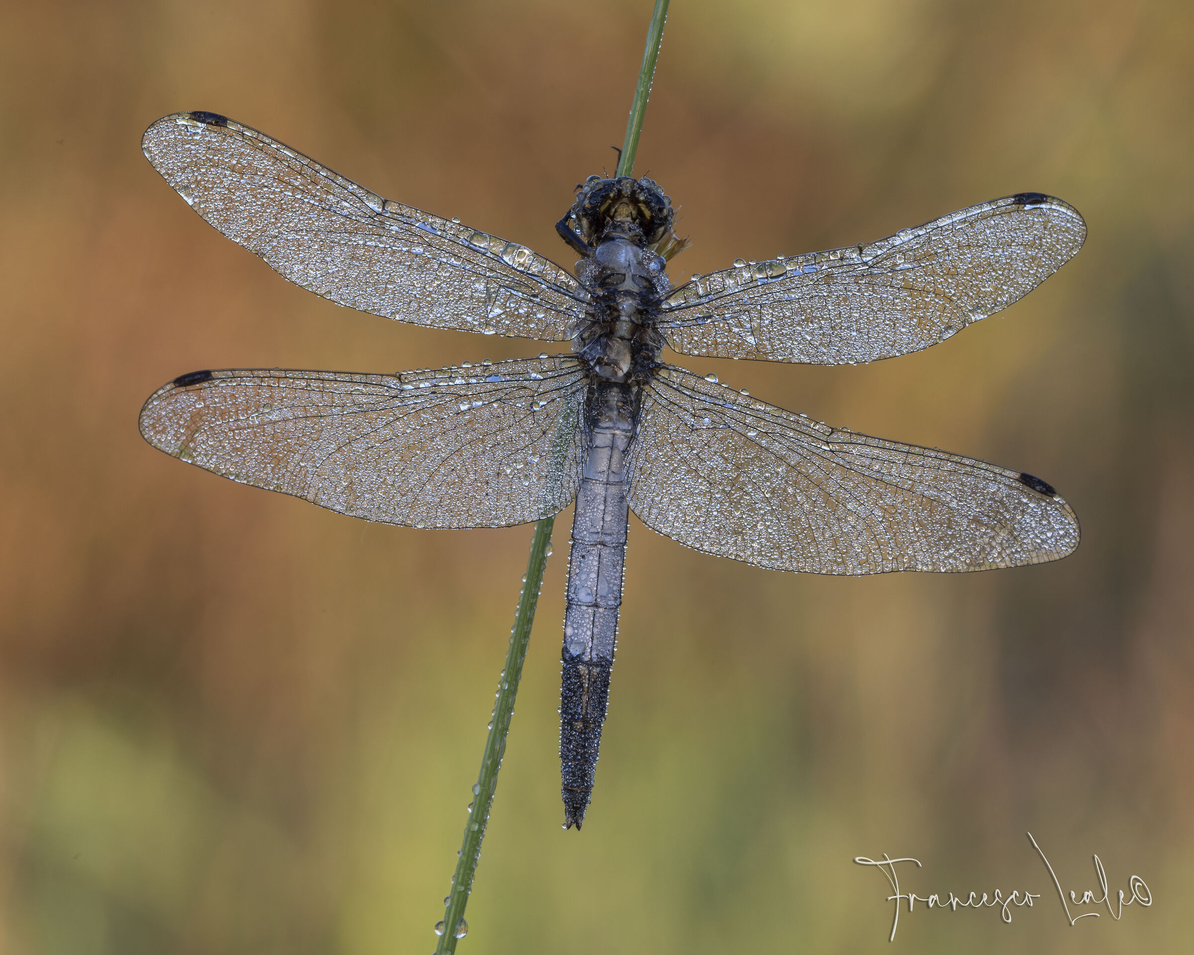 Dragonfly- Ortetrum Albistylum...