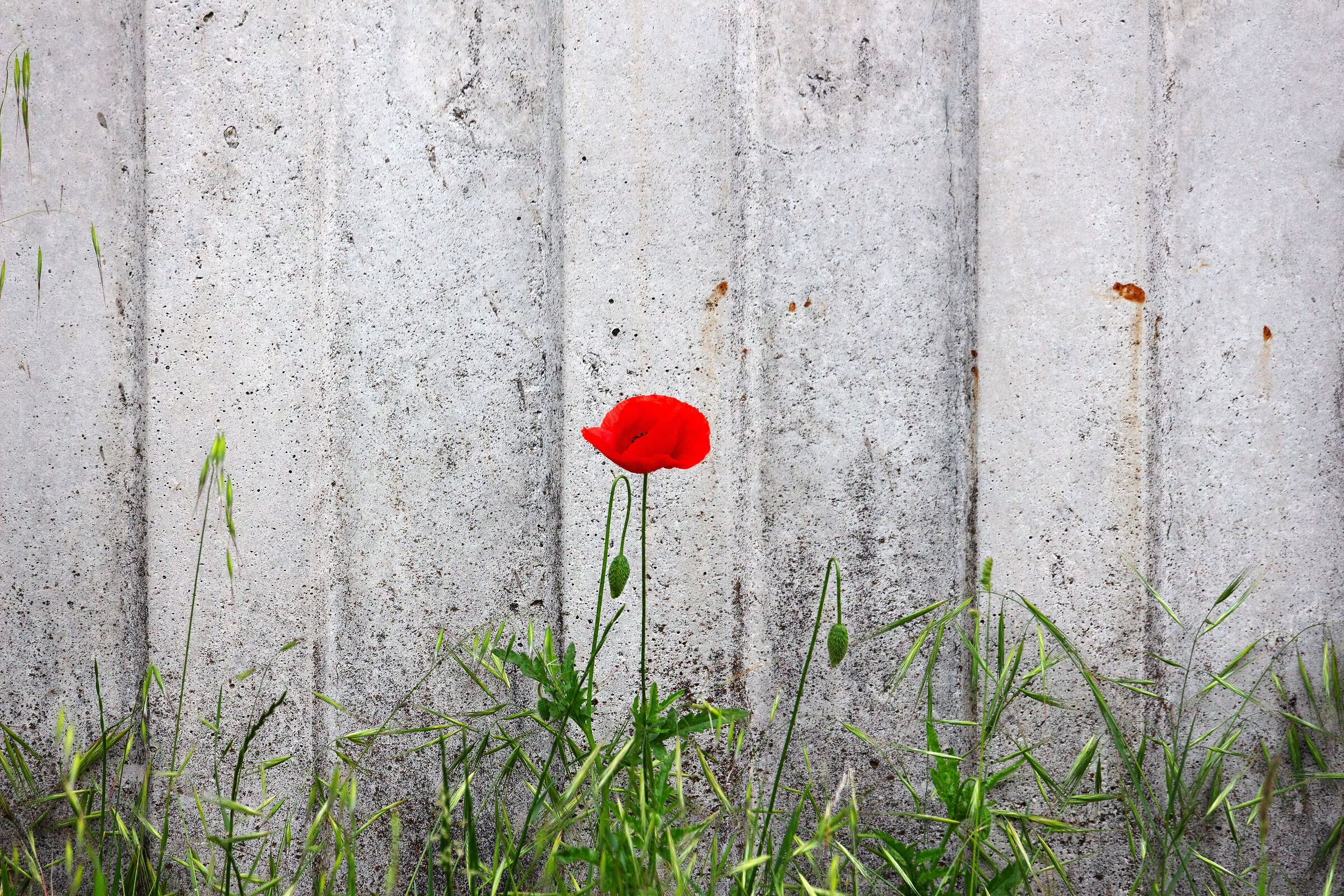 ...un fiore sul cemento......