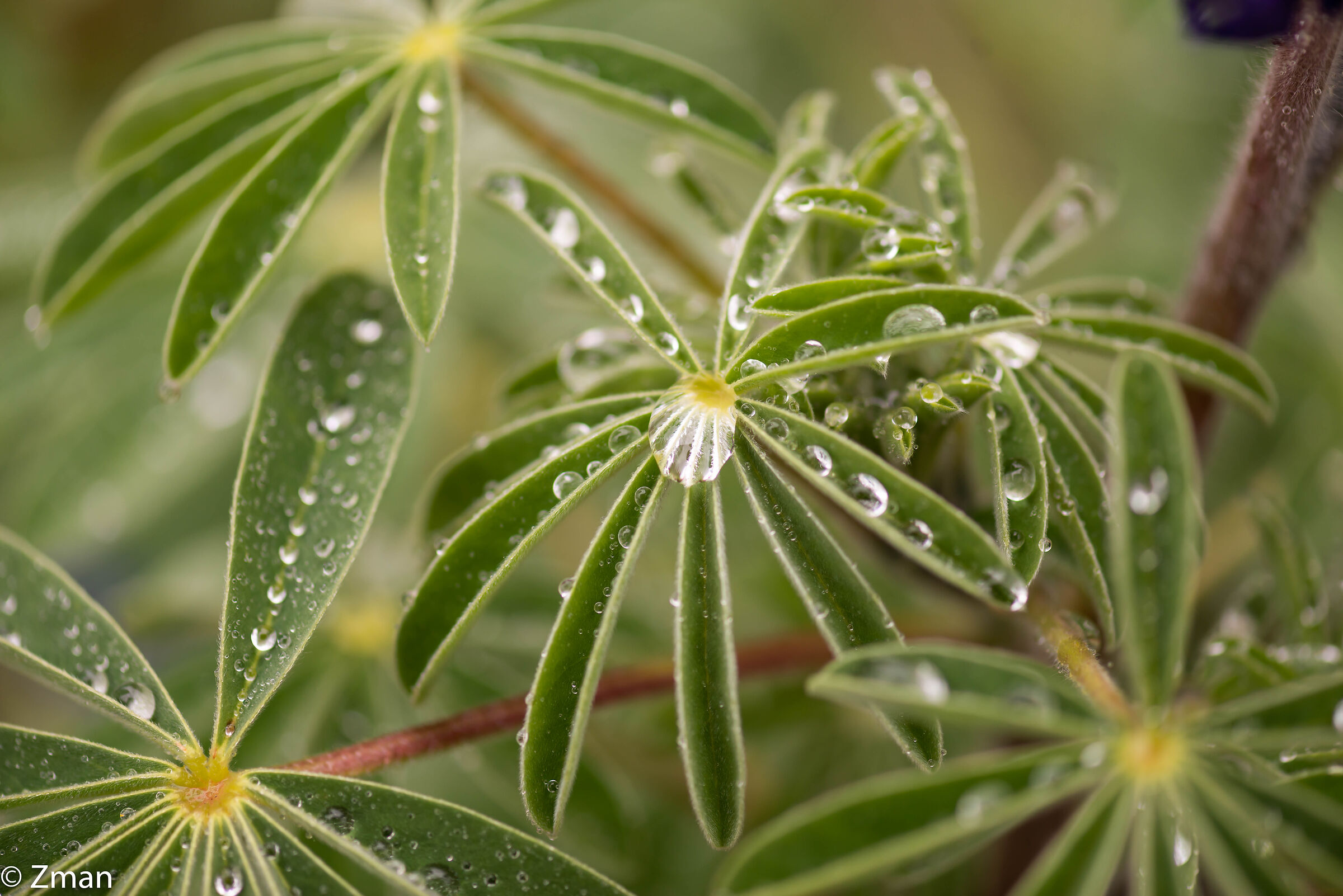 Lupin Leaves and Rain Drops...